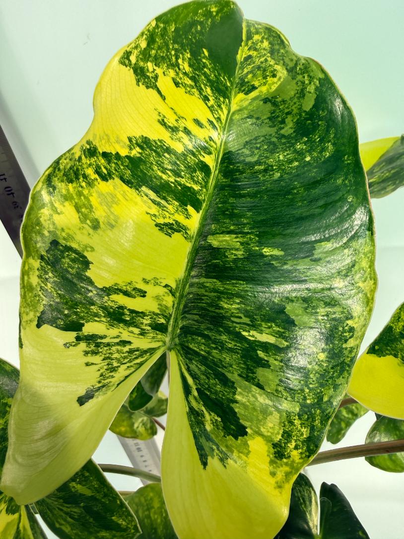 Philodendron Burle Marx Variegata 6