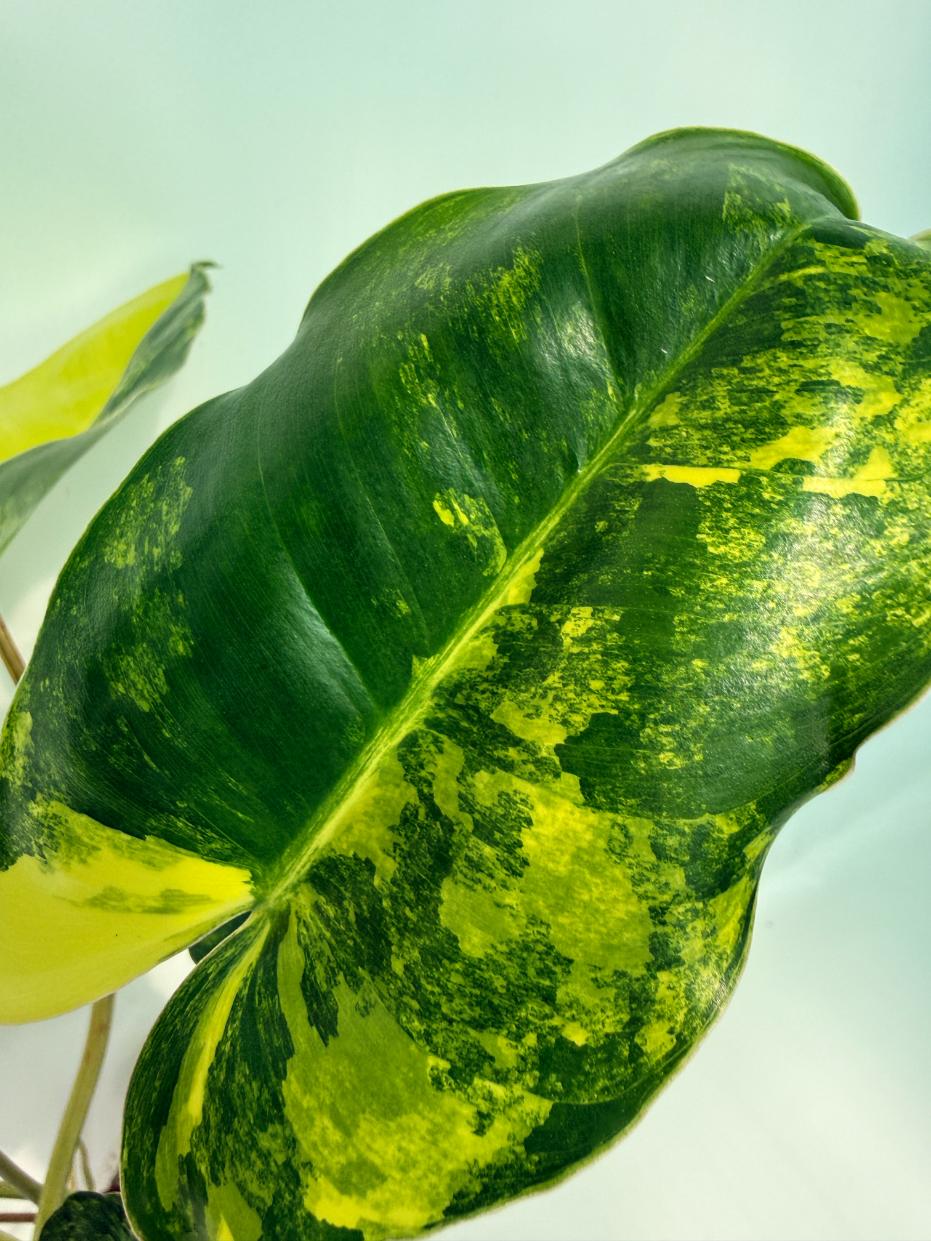 Philodendron Burle Marx Variegata 7