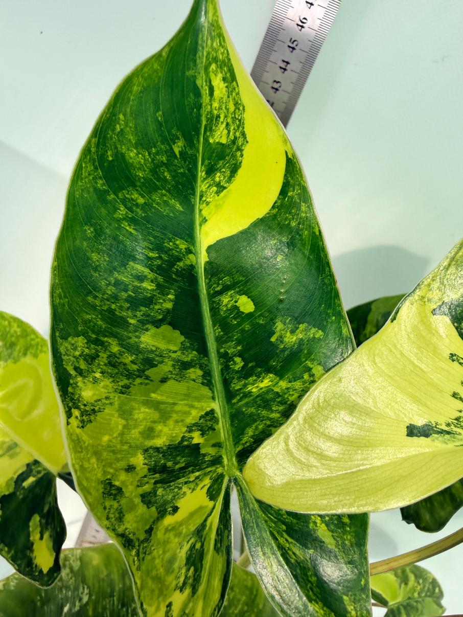 Philodendron Burle Marx Variegata 8