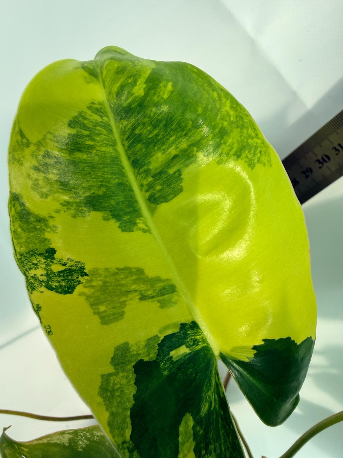 Philodendron Burle Marx Variegata 9