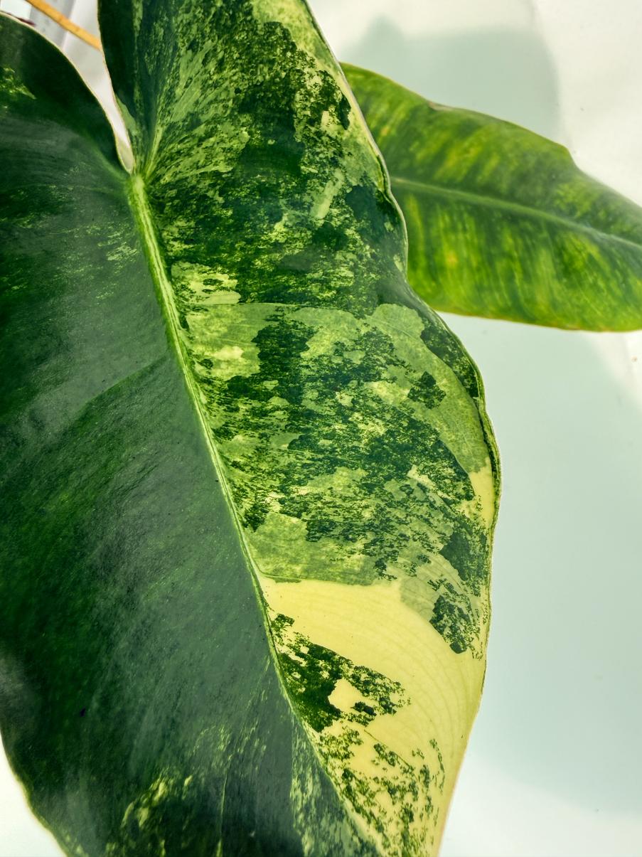 Philodendron Burle Marx Variegata 5