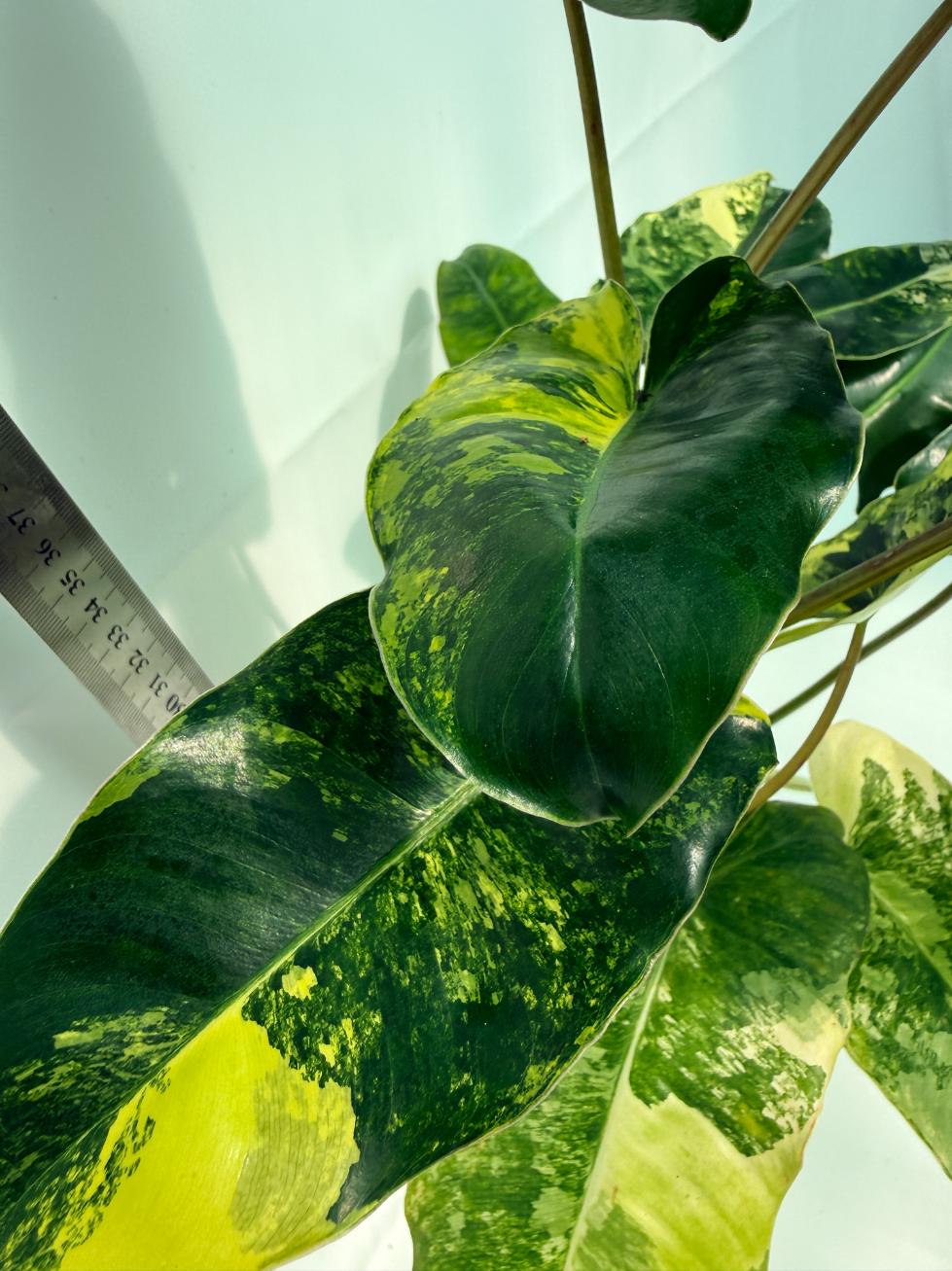 Philodendron Burle Marx Variegata 10