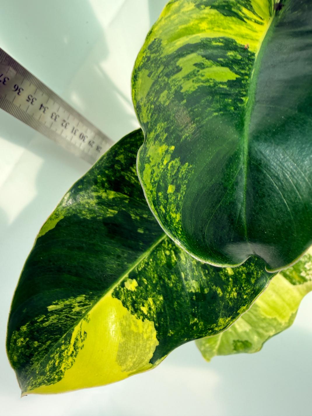 Philodendron Burle Marx Variegata 4