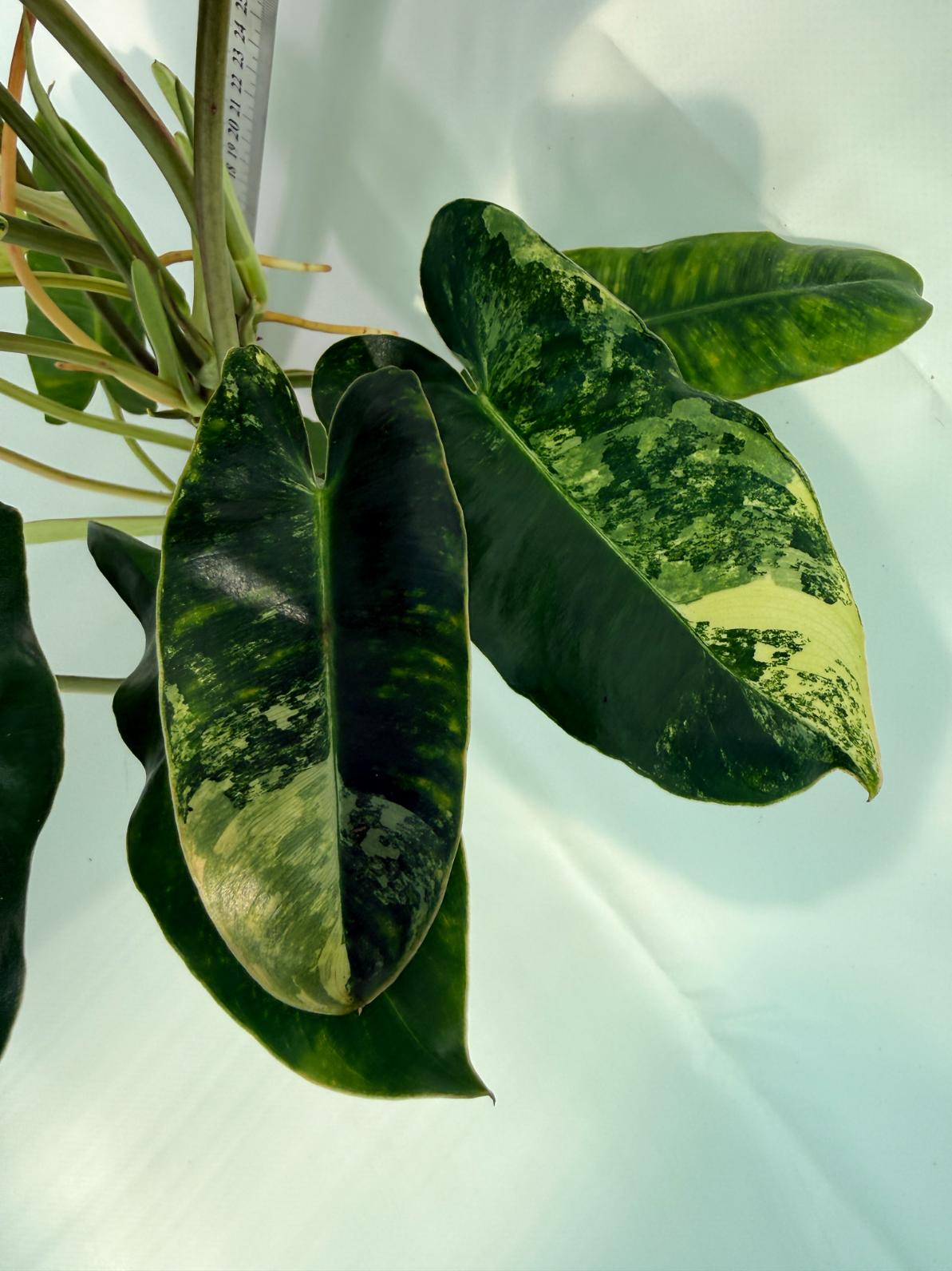 Philodendron Burle Marx Variegata 11