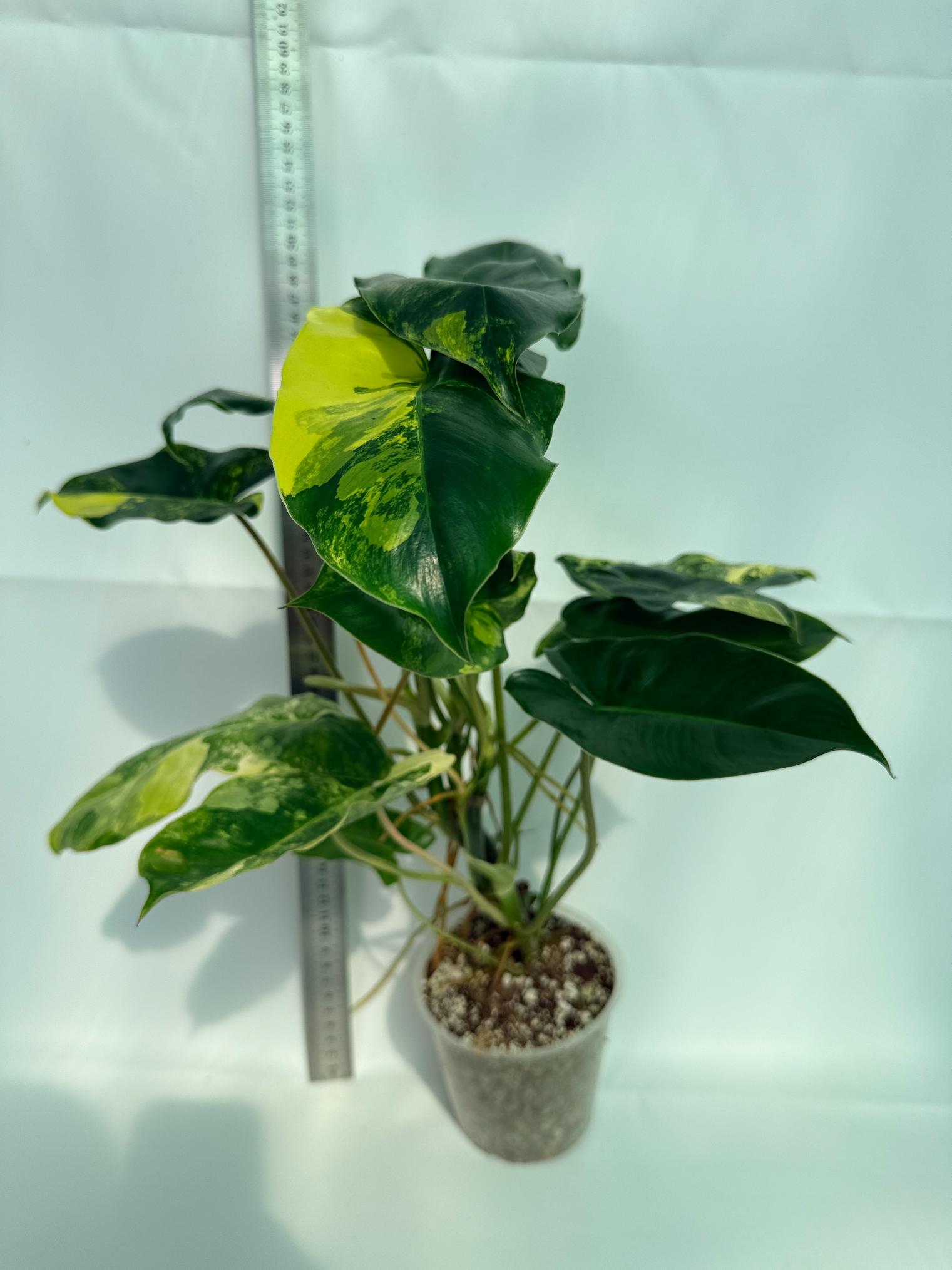 Philodendron Burle Marx Variegata 1