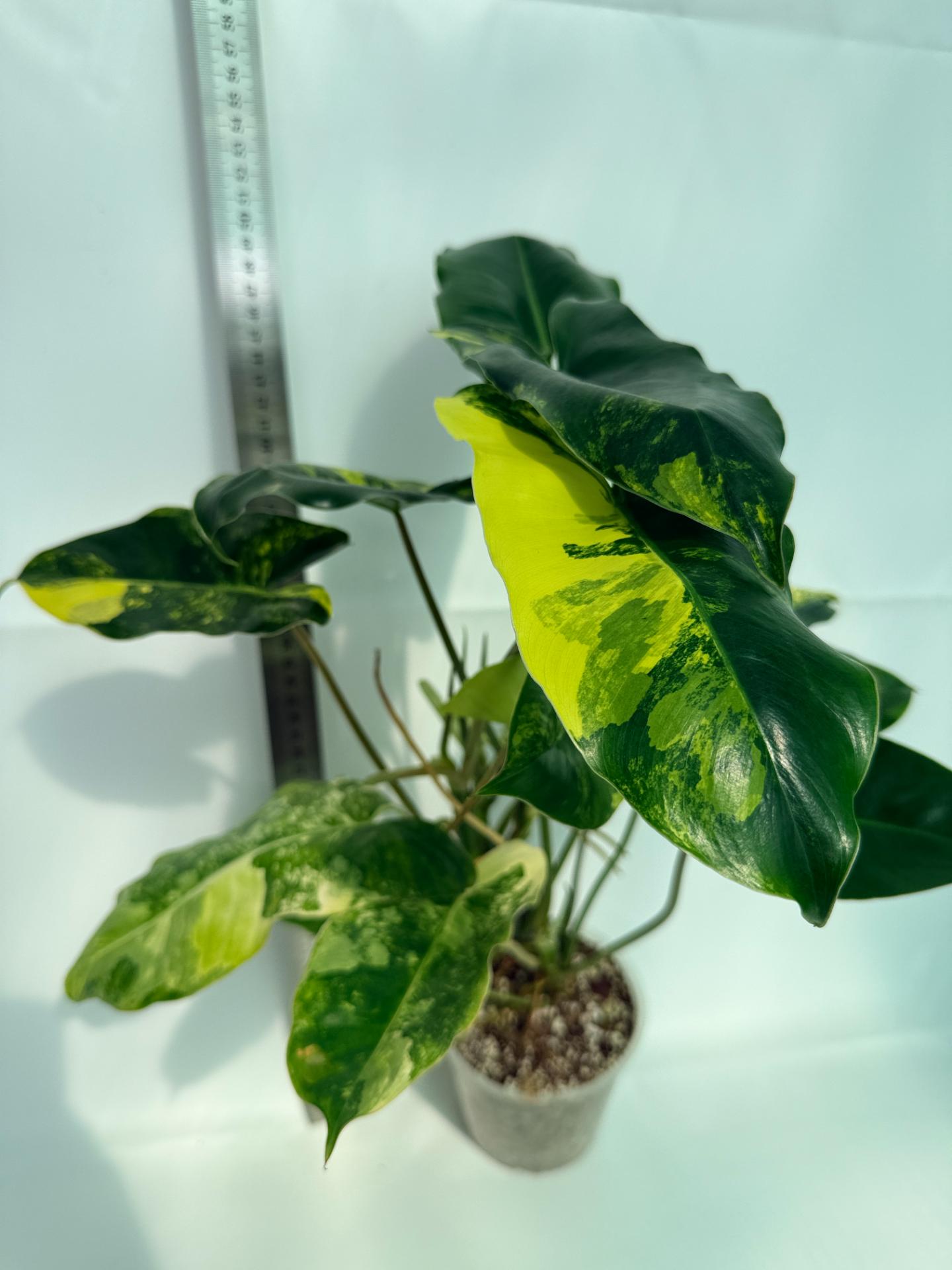 Philodendron Burle Marx Variegata 3