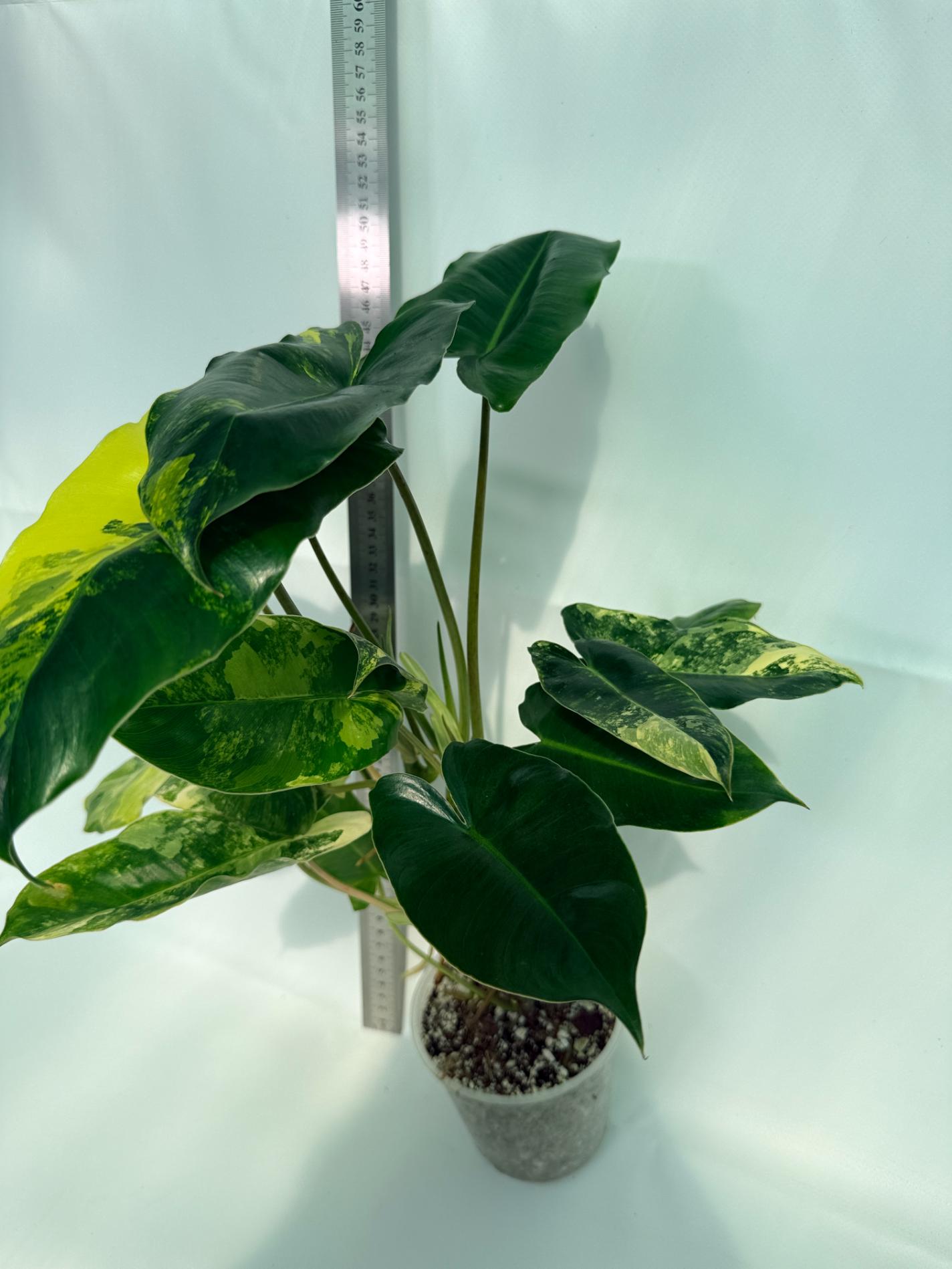Philodendron Burle Marx Variegata 6