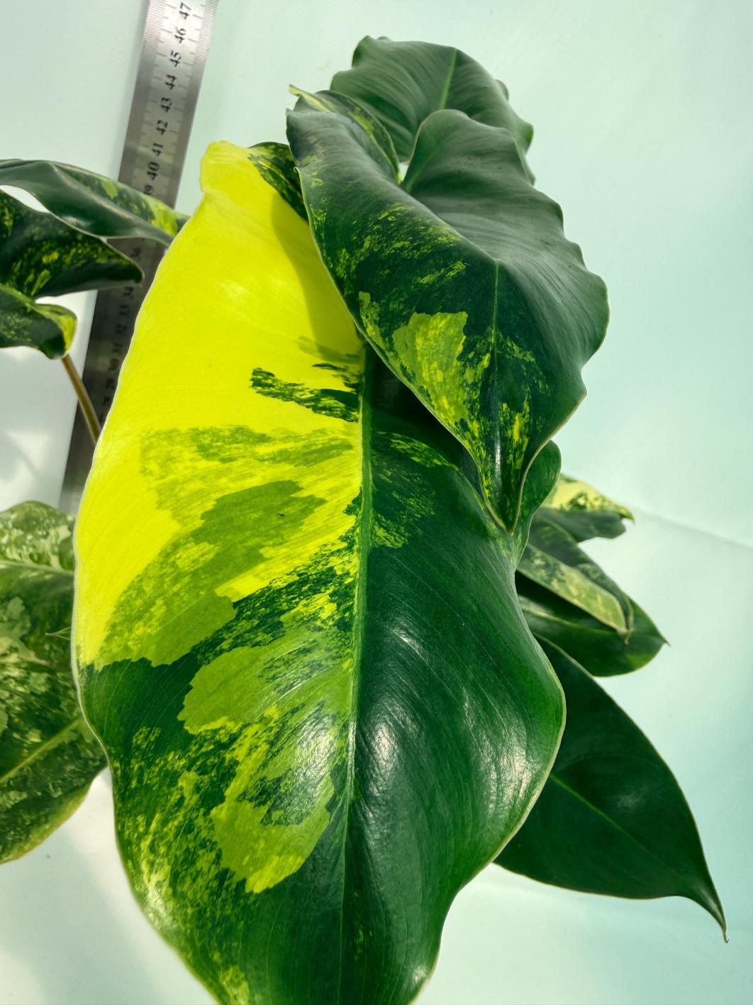Philodendron Burle Marx Variegata 7