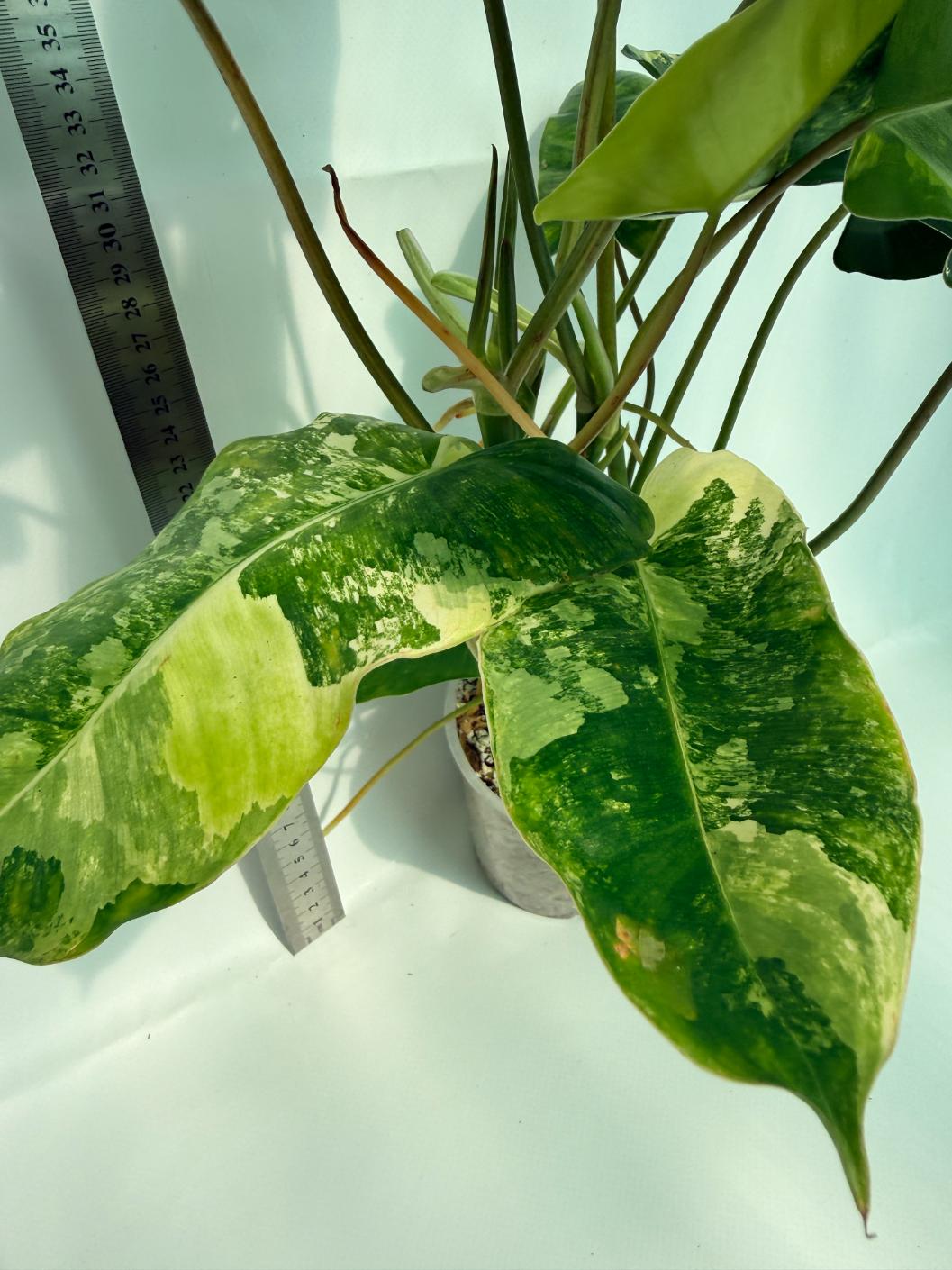 Philodendron Burle Marx Variegata 8