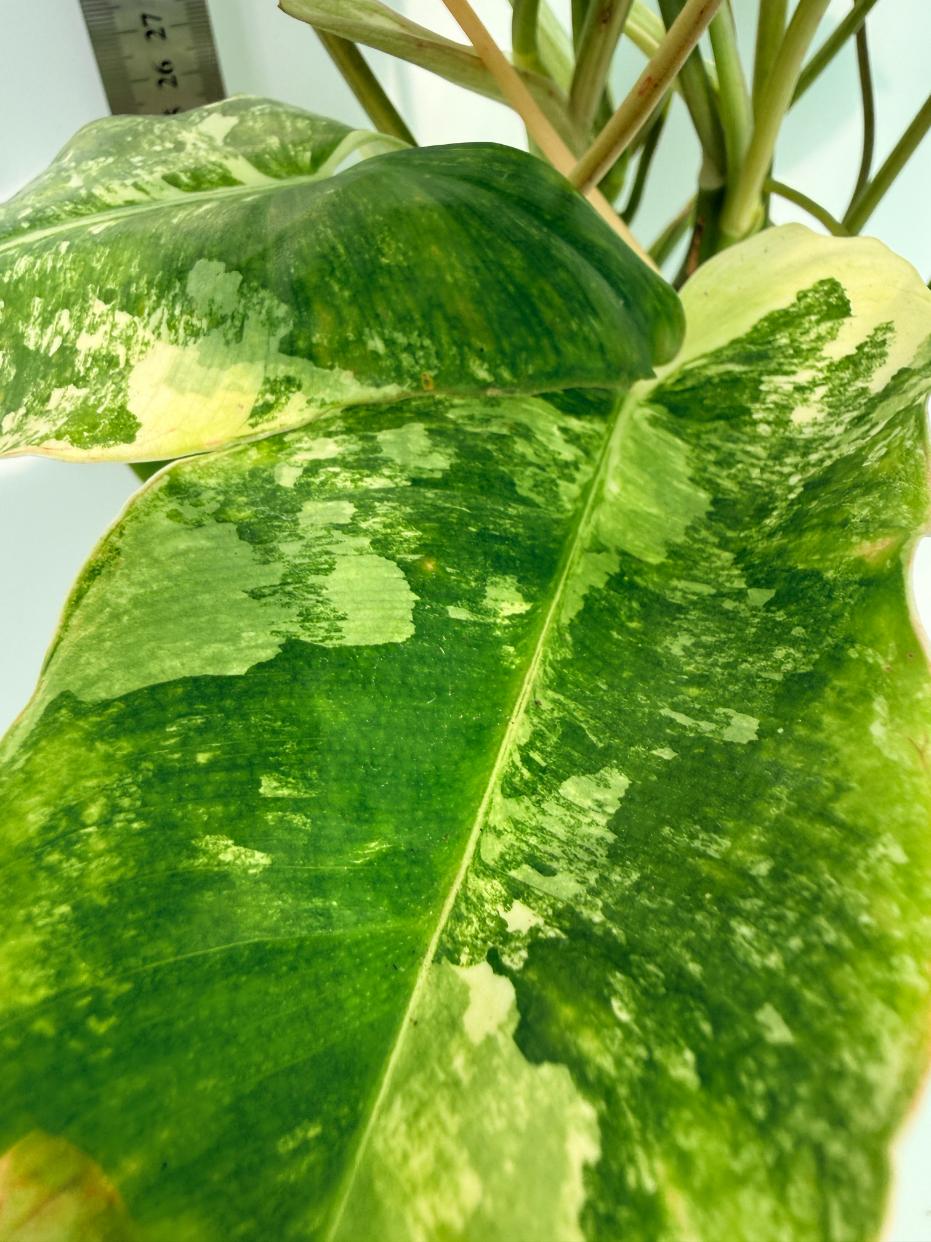 Philodendron Burle Marx Variegata 9