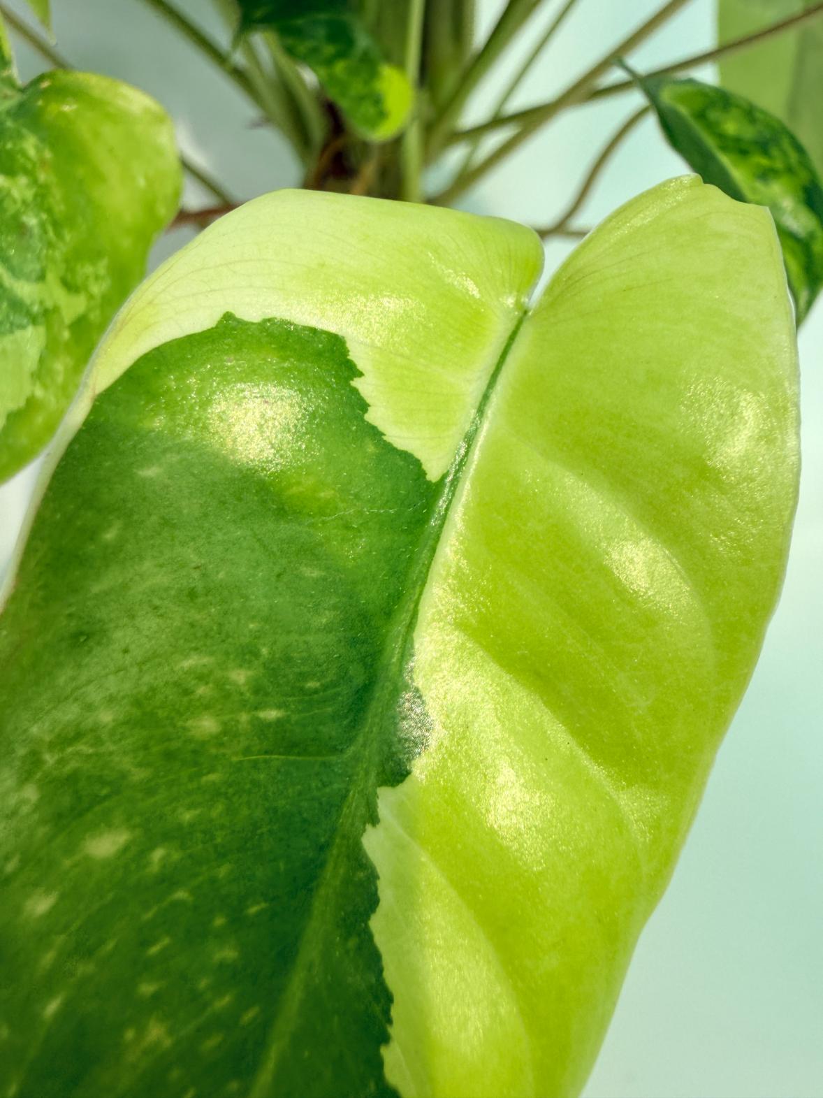 Philodendron Burle Marx Variegata 5