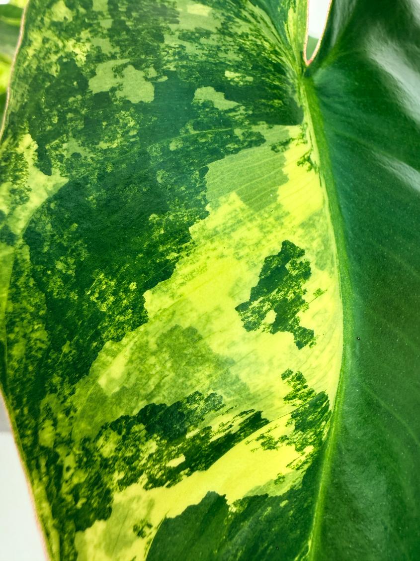 Philodendron Burle Marx Variegata 4