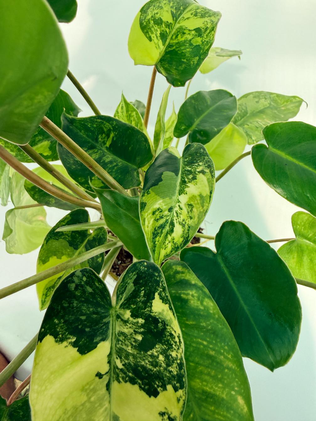 Philodendron Burle Marx Variegata 12