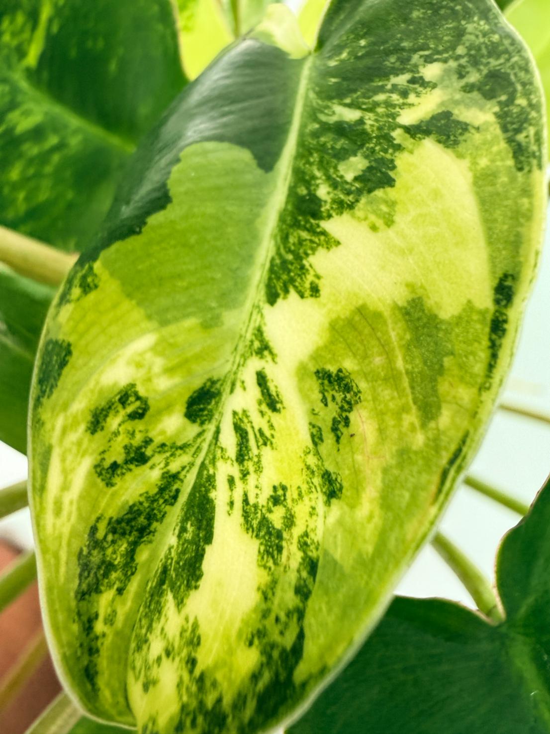 Philodendron Burle Marx Variegata 2