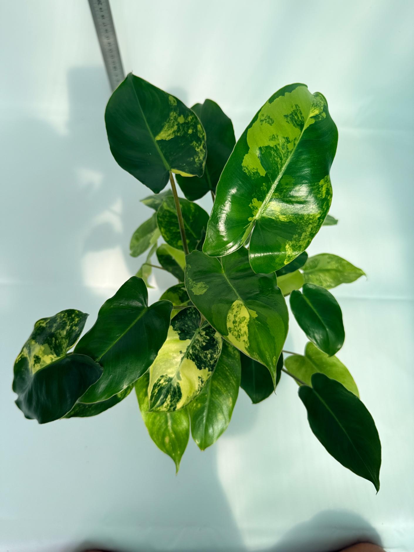 Philodendron Burle Marx Variegata 6