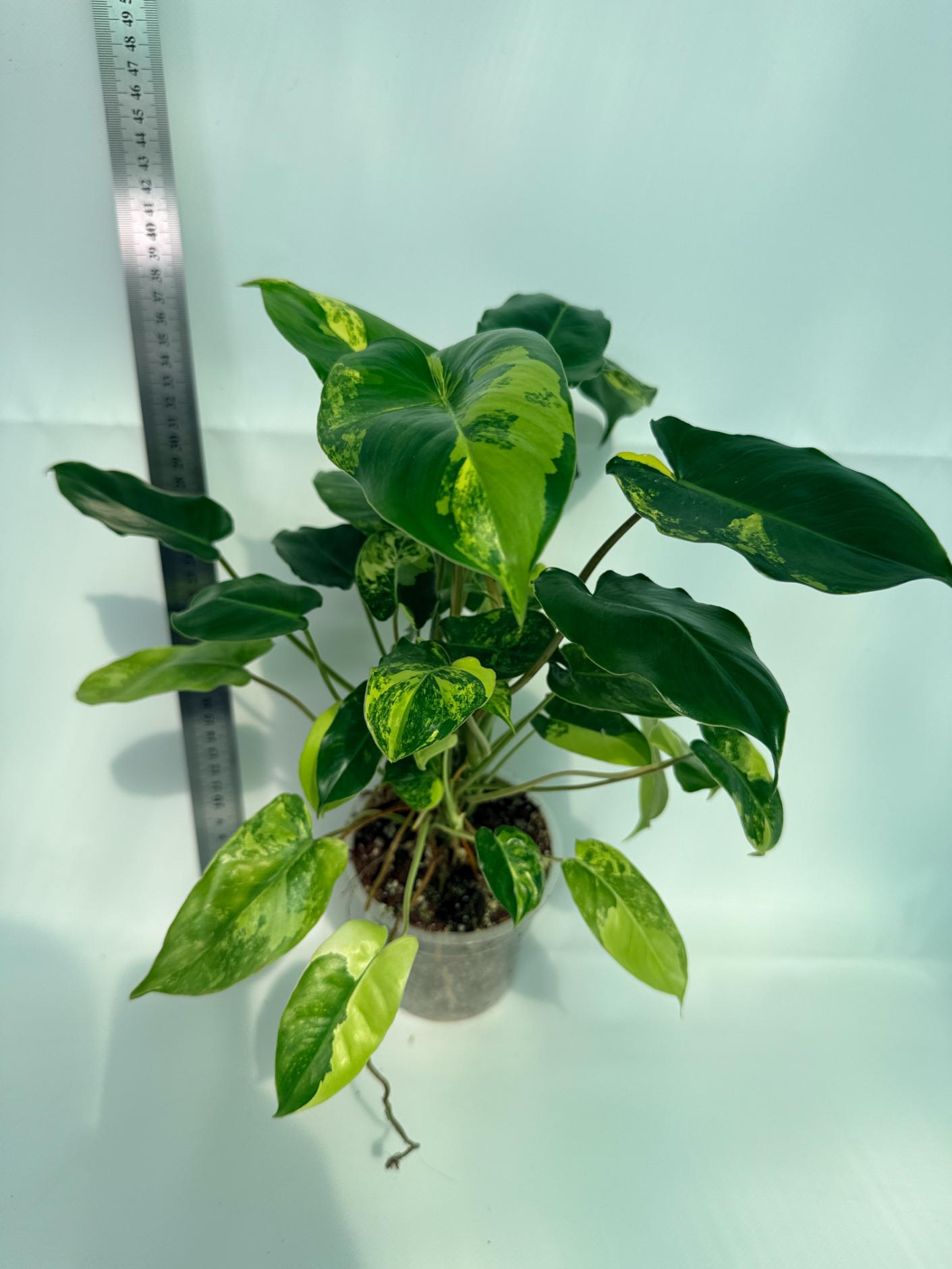 Philodendron Burle Marx Variegata 1