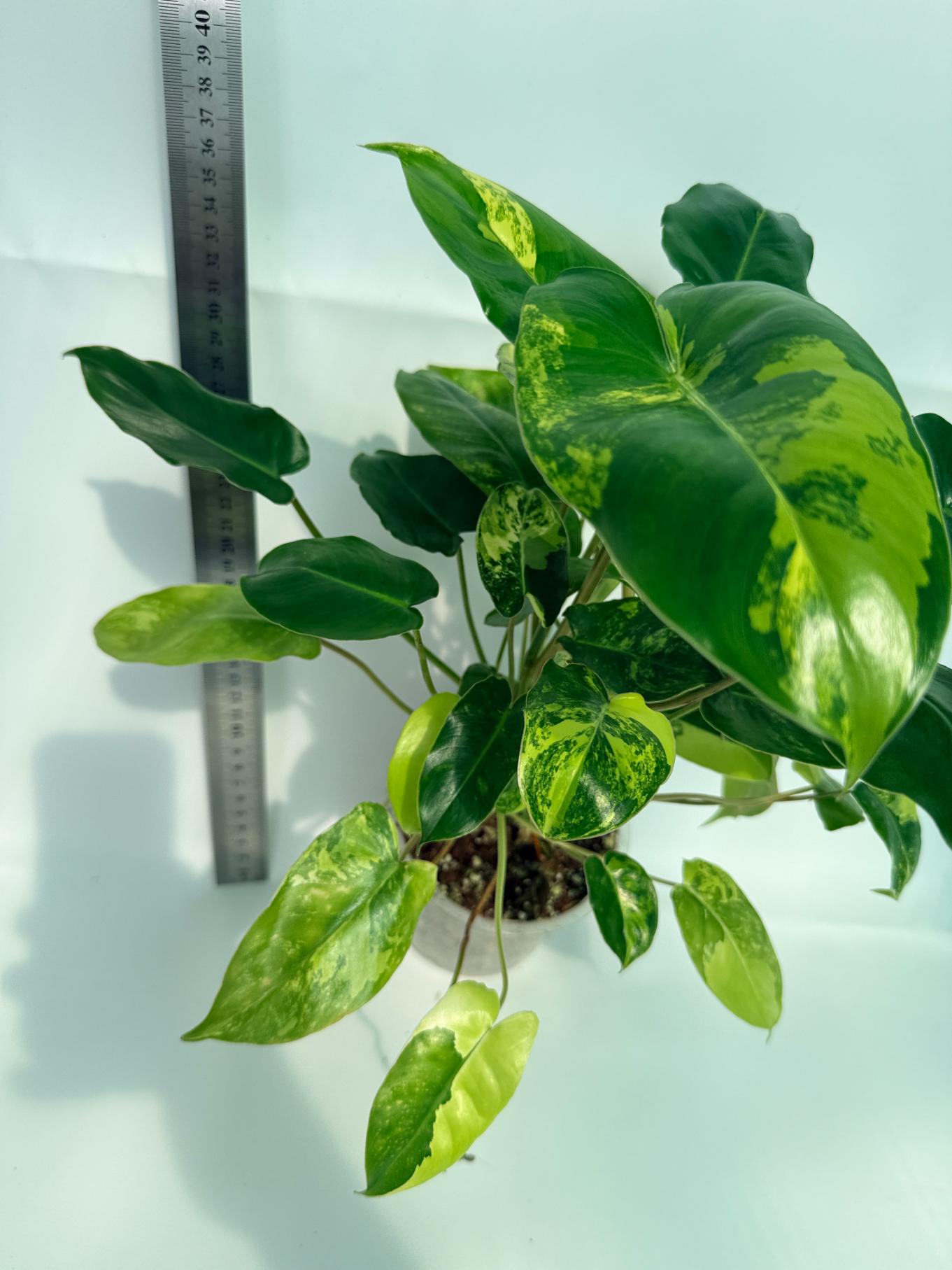 Philodendron Burle Marx Variegata 3
