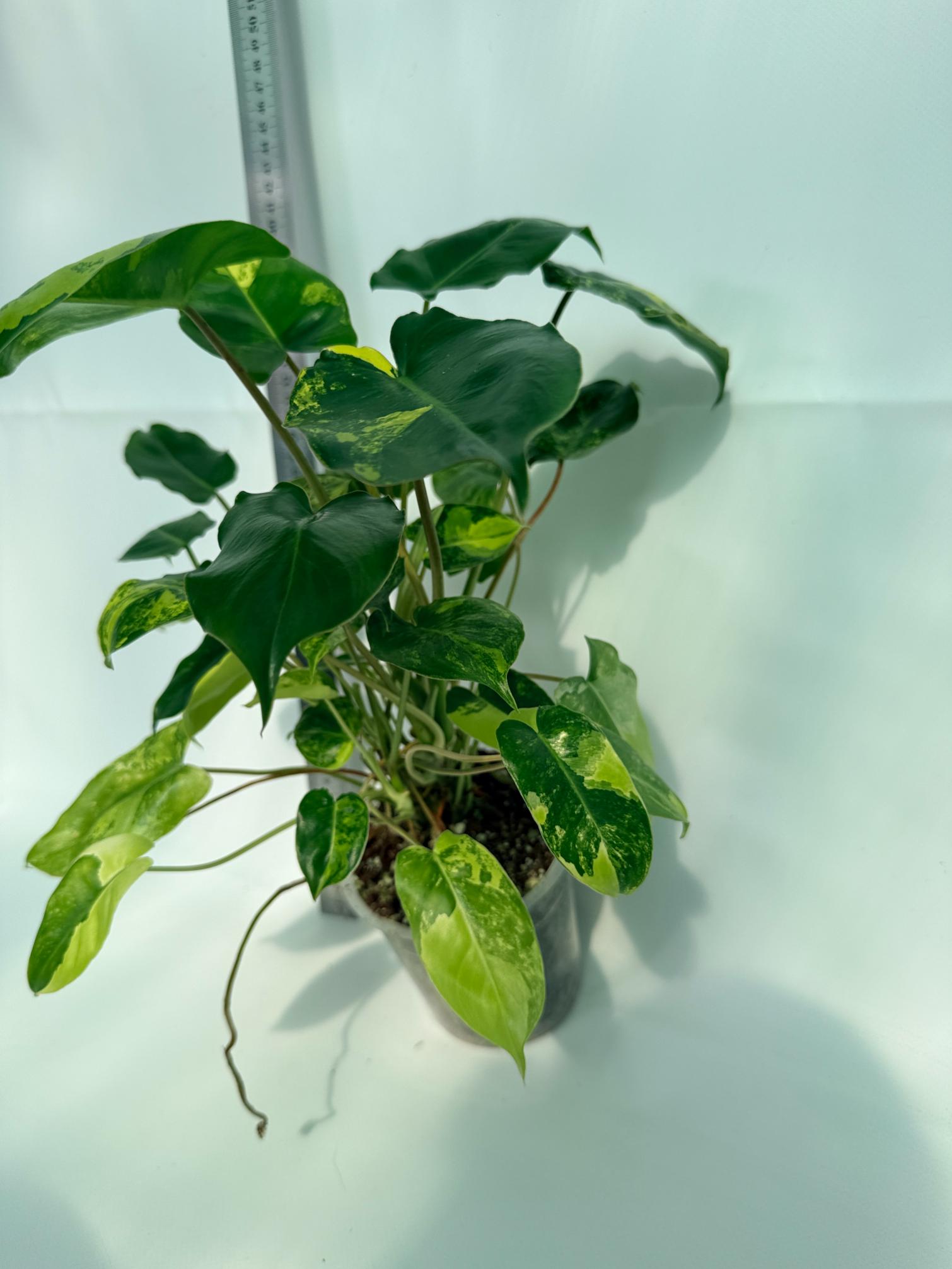 Philodendron Burle Marx Variegata 7