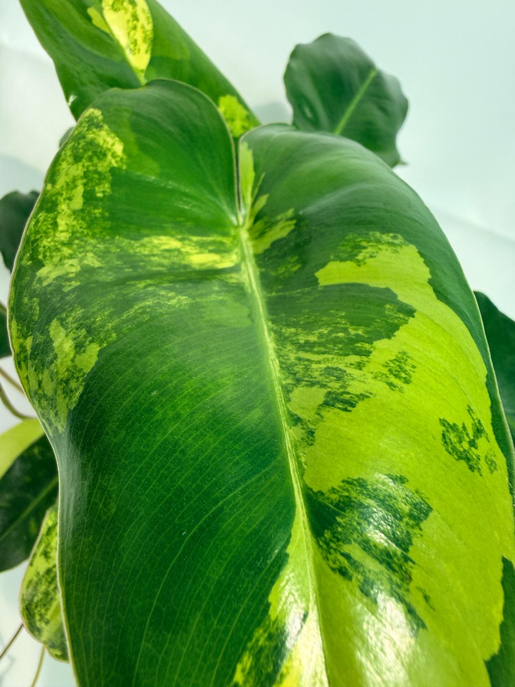 Philodendron Burle Marx Variegata 8
