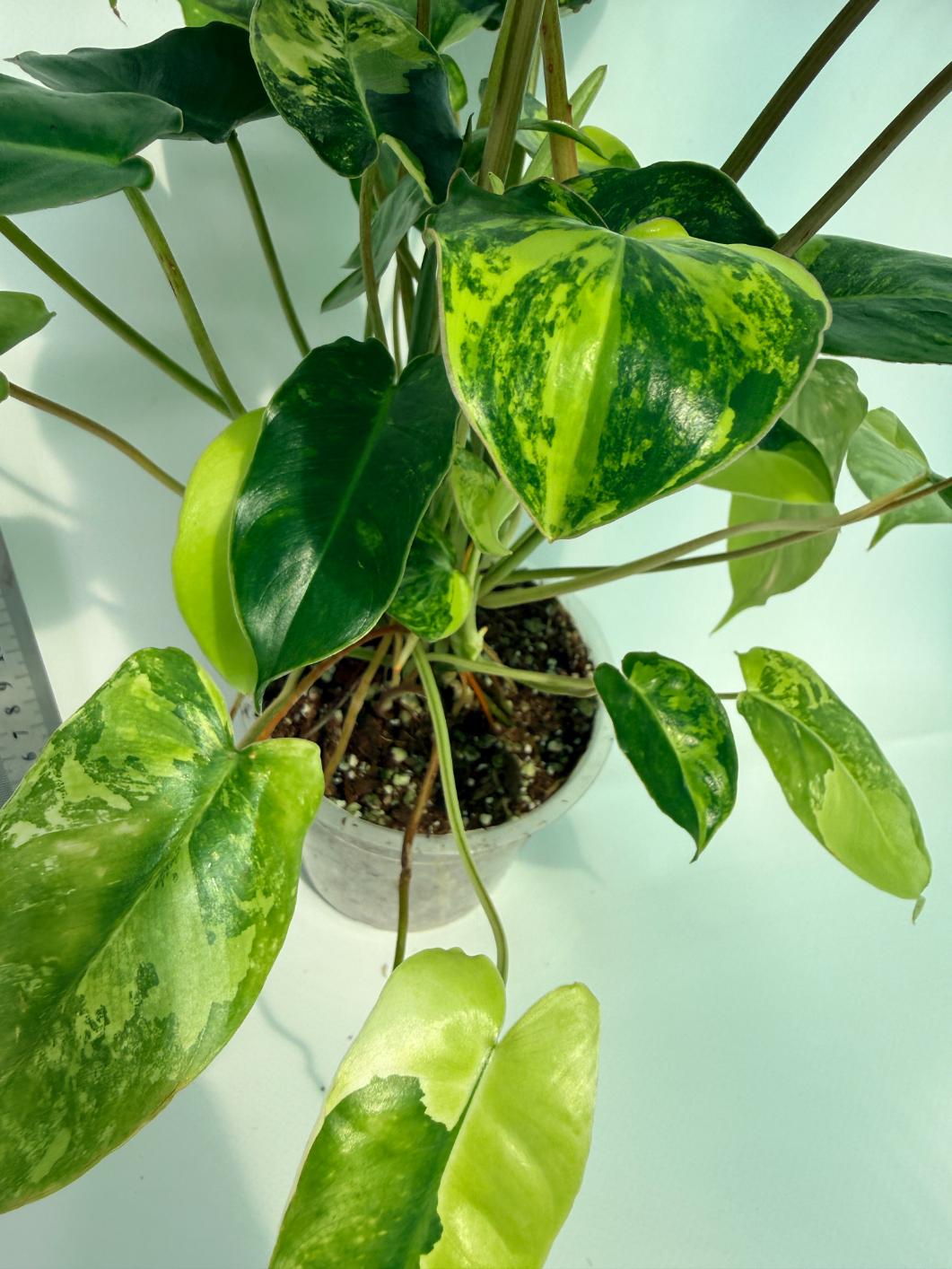Philodendron Burle Marx Variegata 9