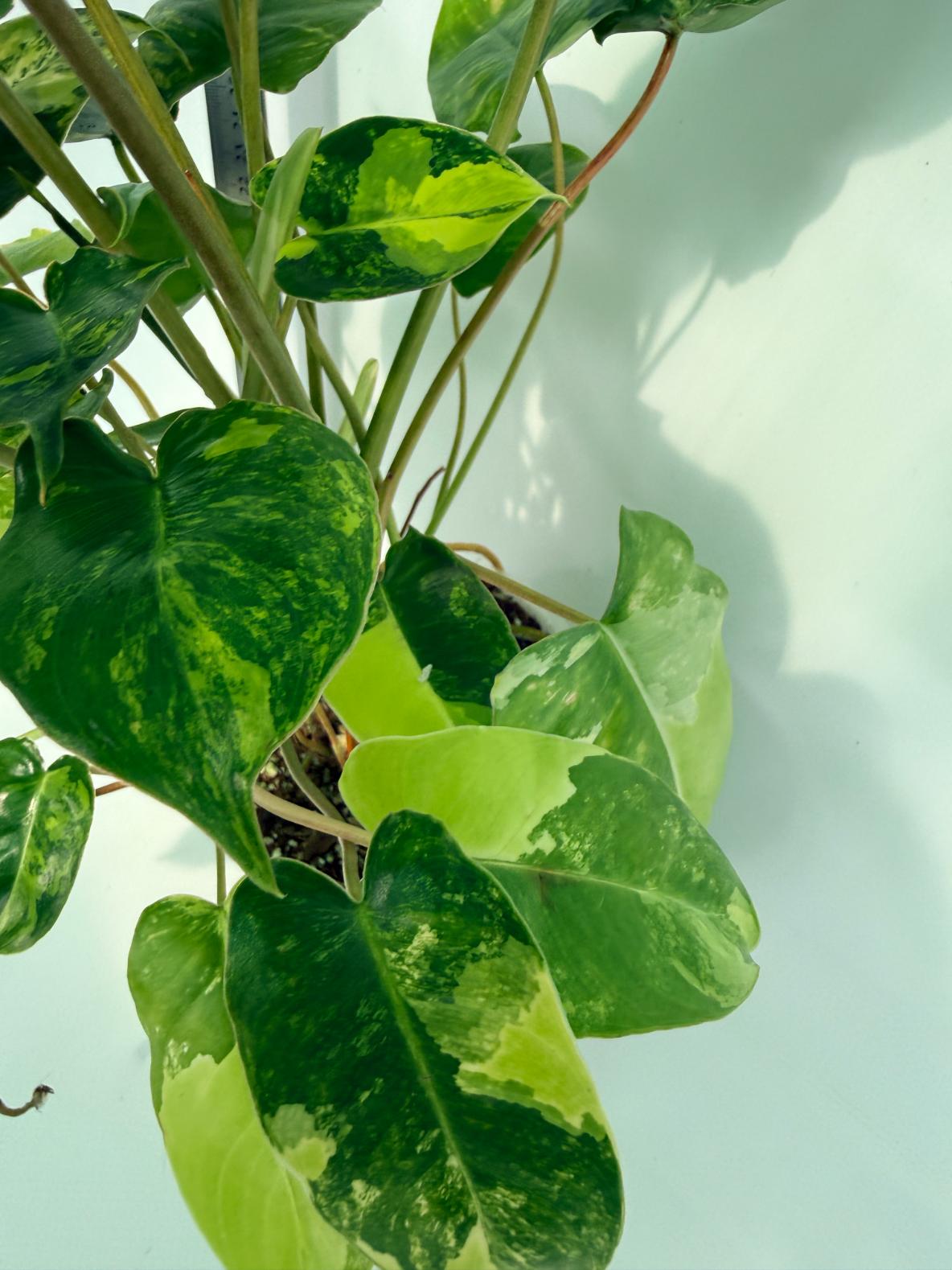 Philodendron Burle Marx Variegata 10