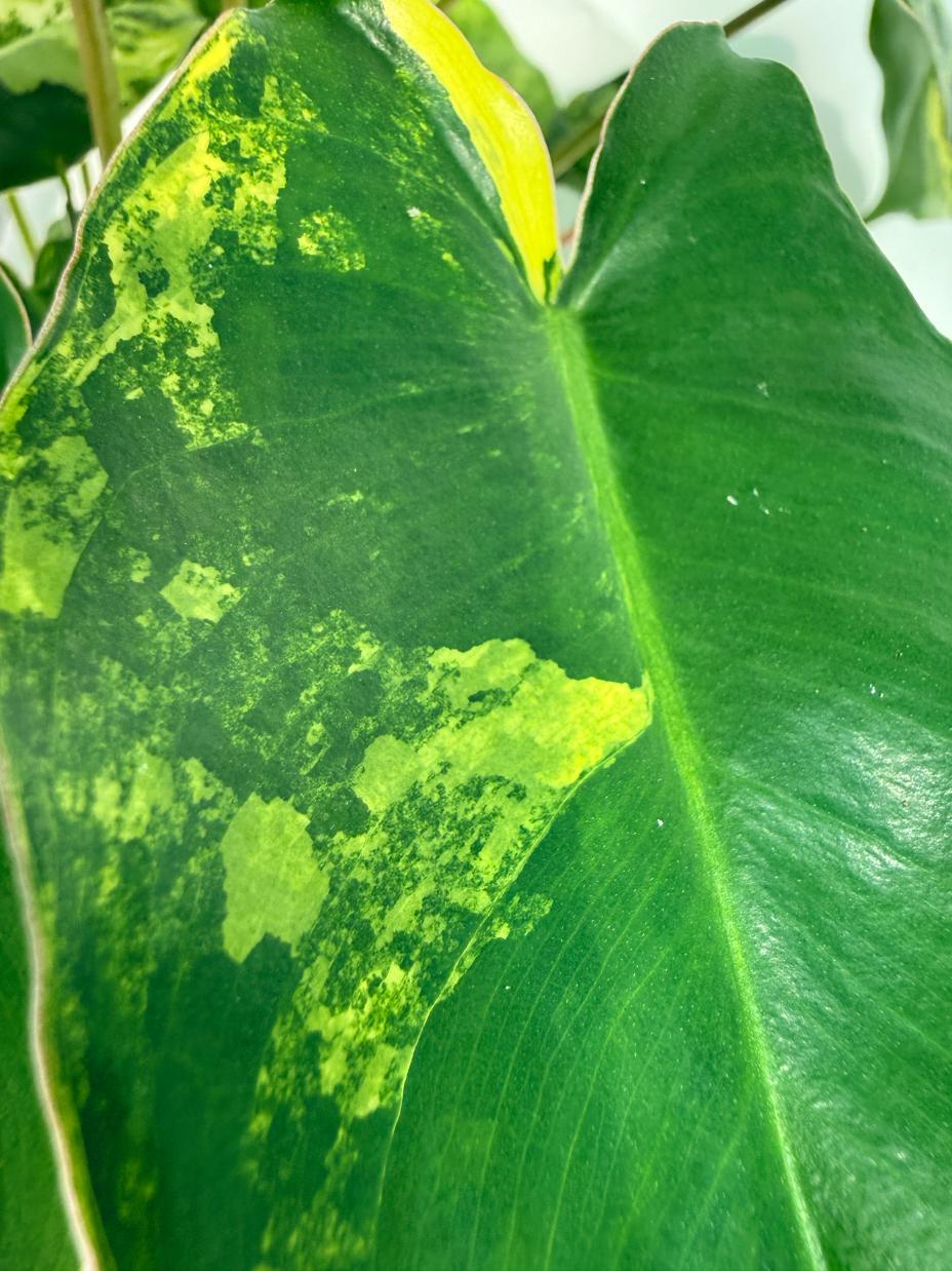 Philodendron Burle Marx Variegata 11