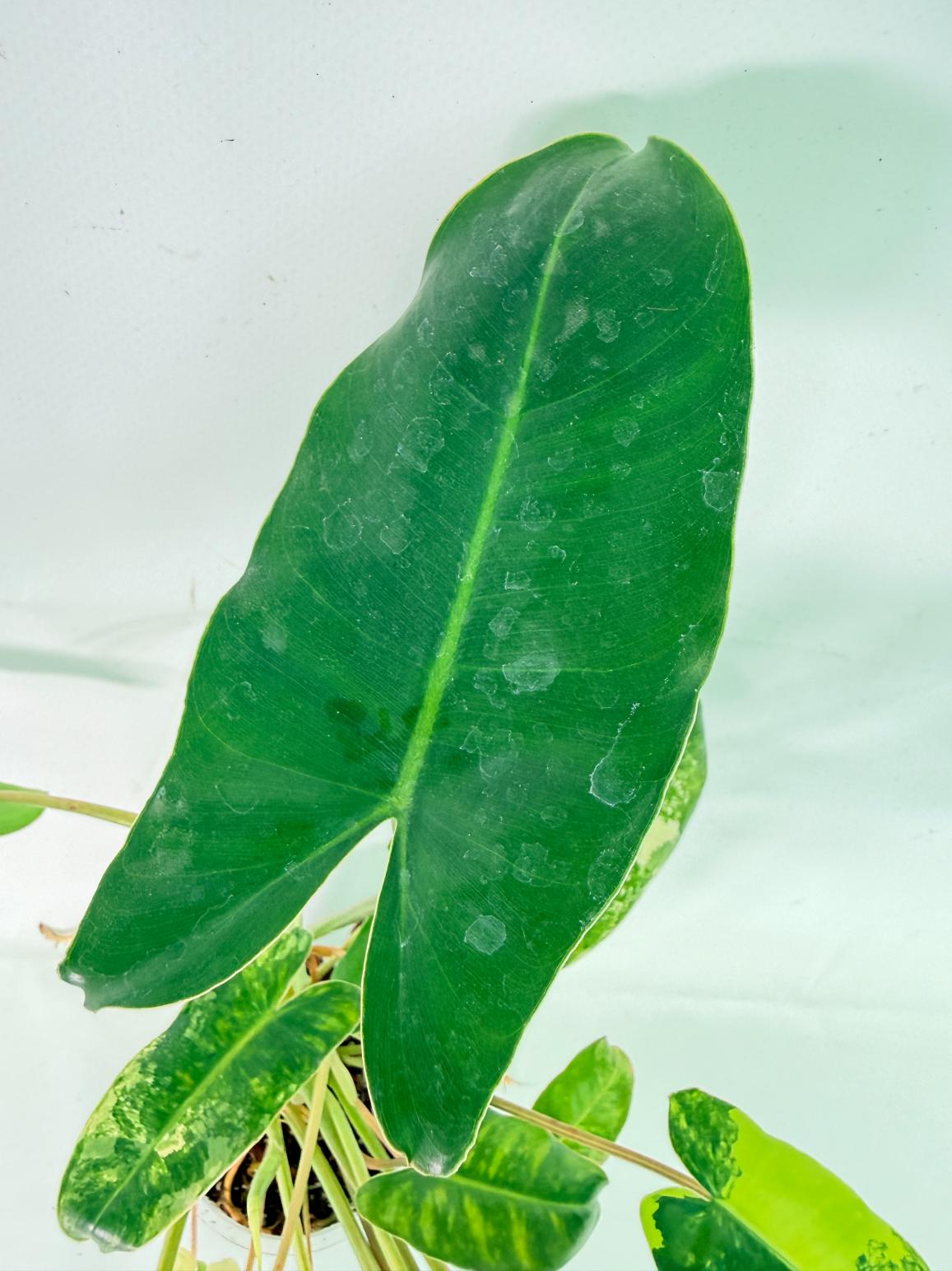 Philodendron Burle Marx Variegata 07