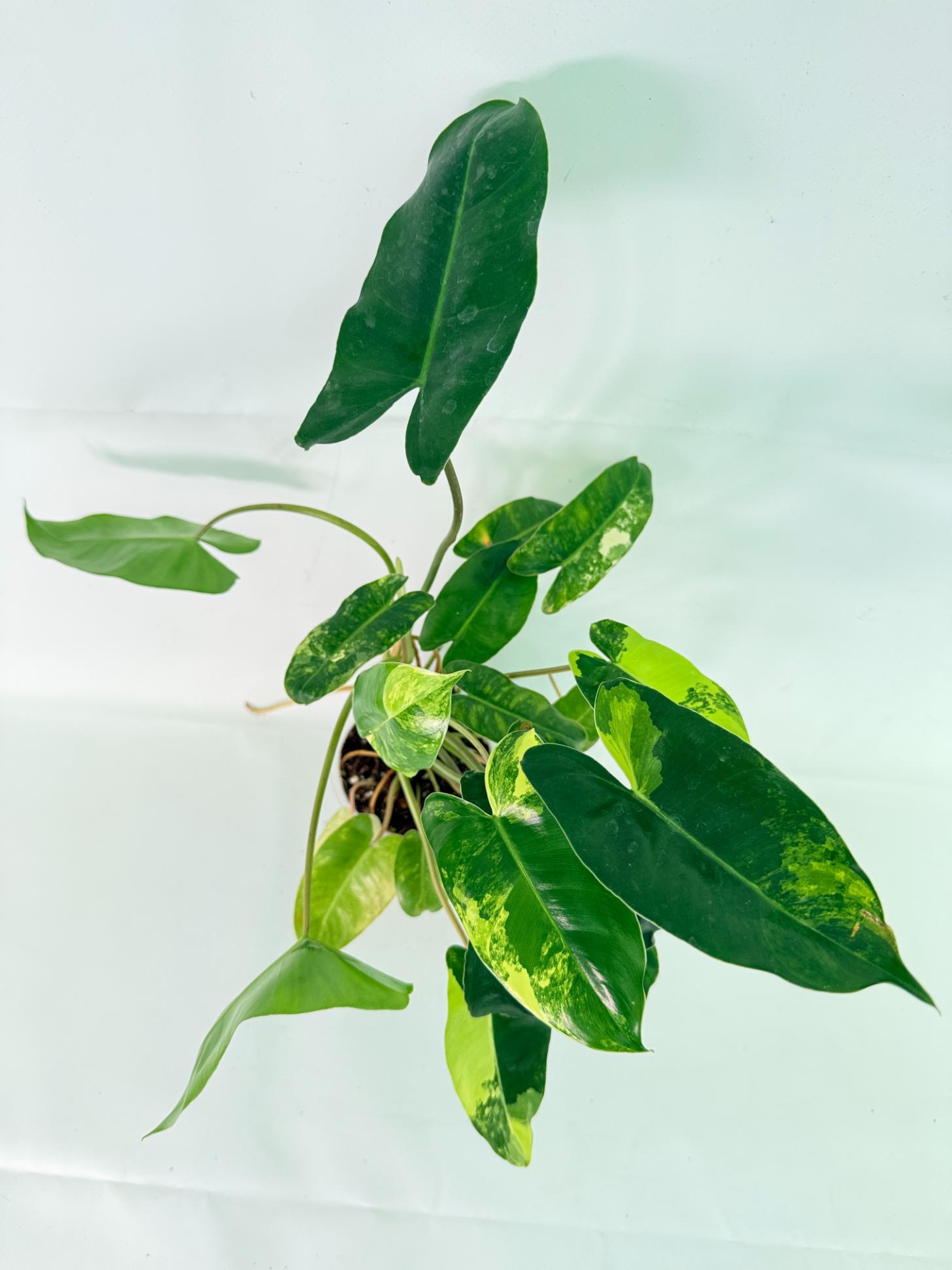 Philodendron Burle Marx Variegata 08