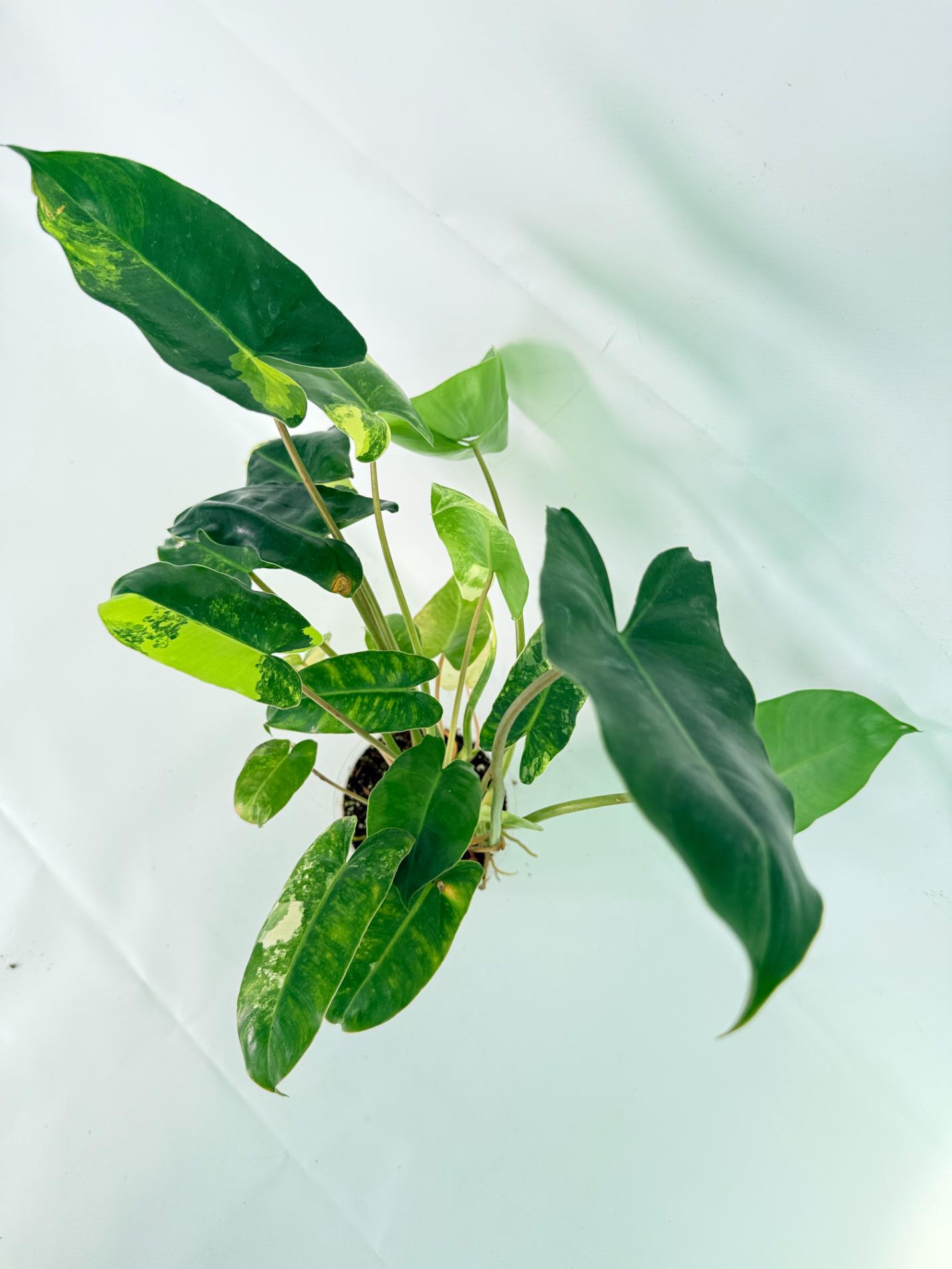 Philodendron Burle Marx Variegata 09