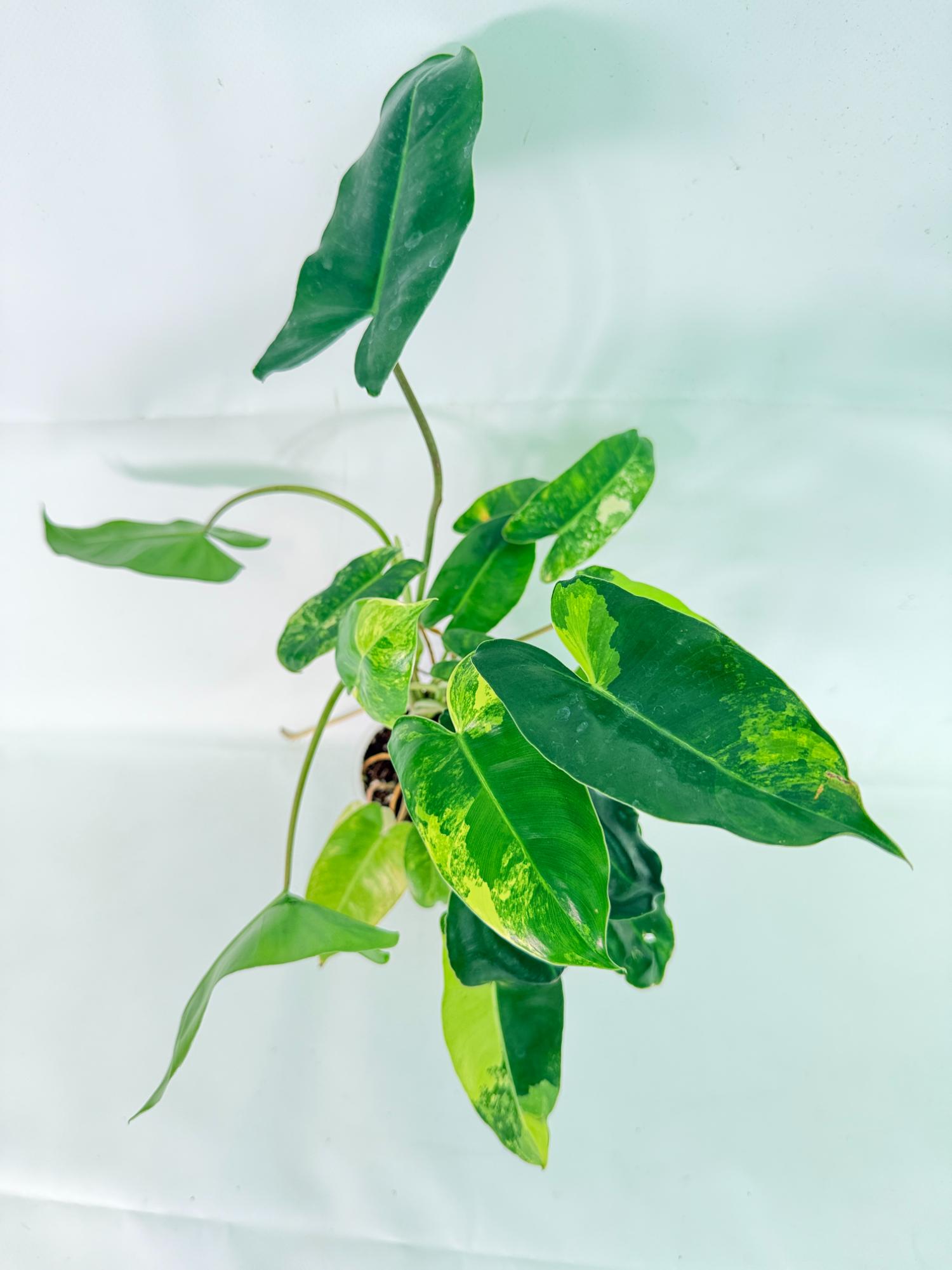 Philodendron Burle Marx Variegata 01