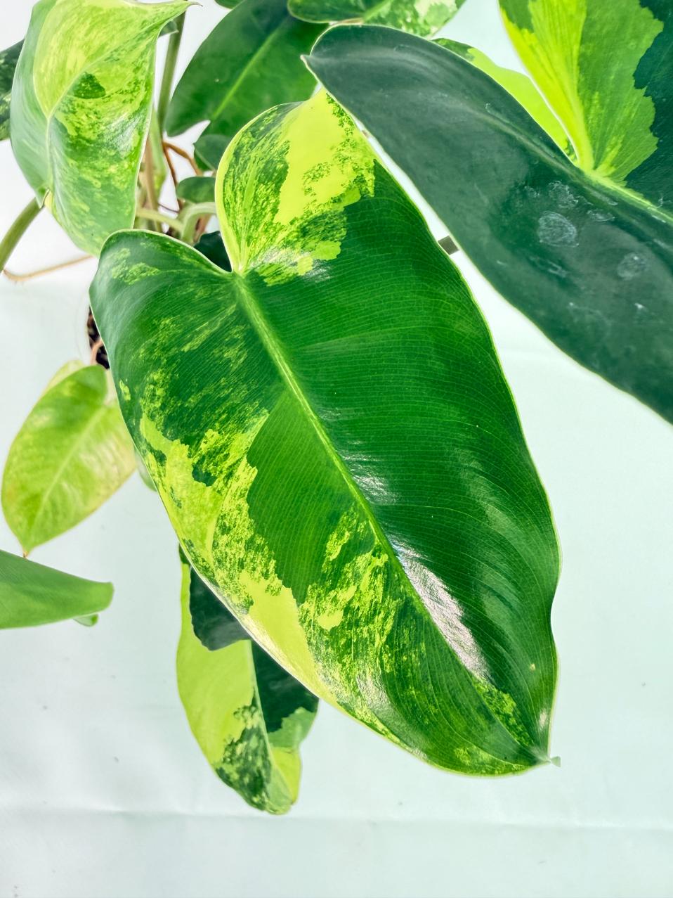 Philodendron Burle Marx Variegata 03