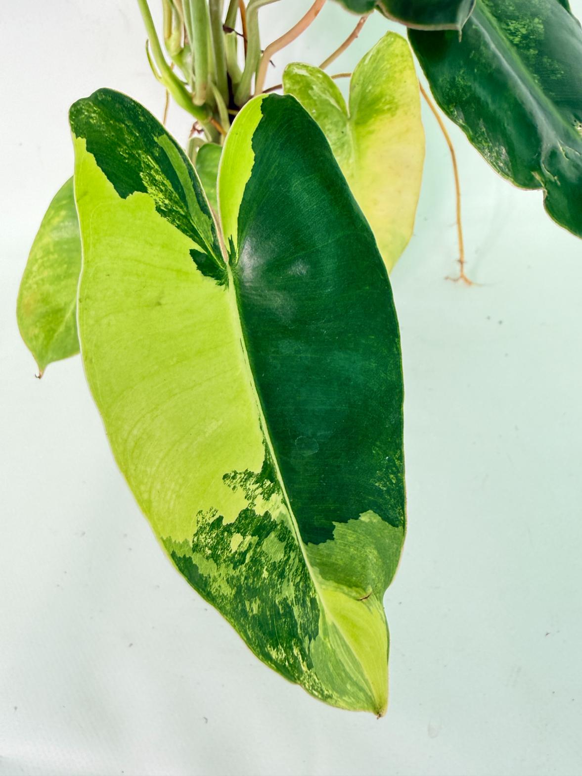 Philodendron Burle Marx Variegata 04