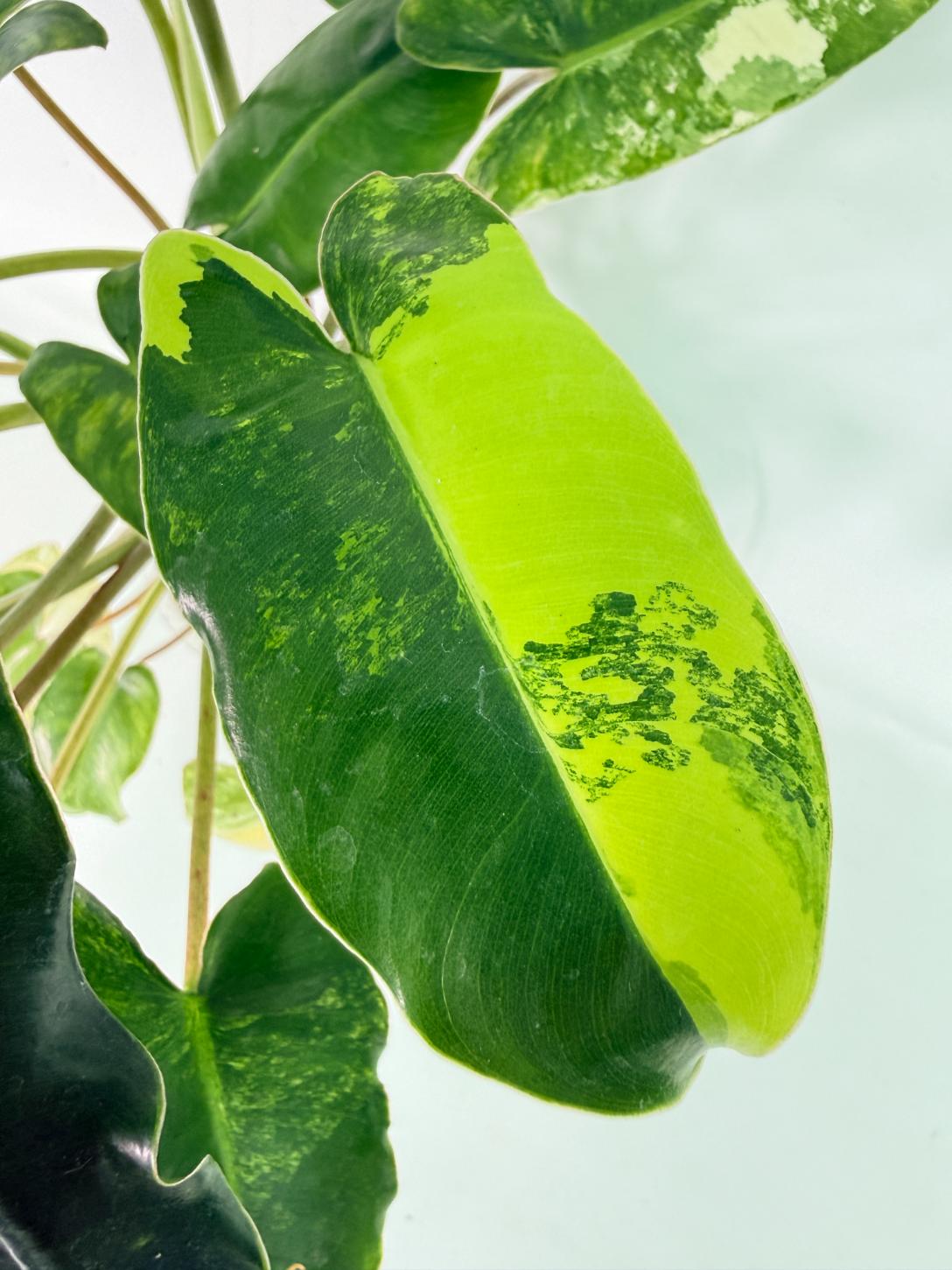 Philodendron Burle Marx Variegata 05