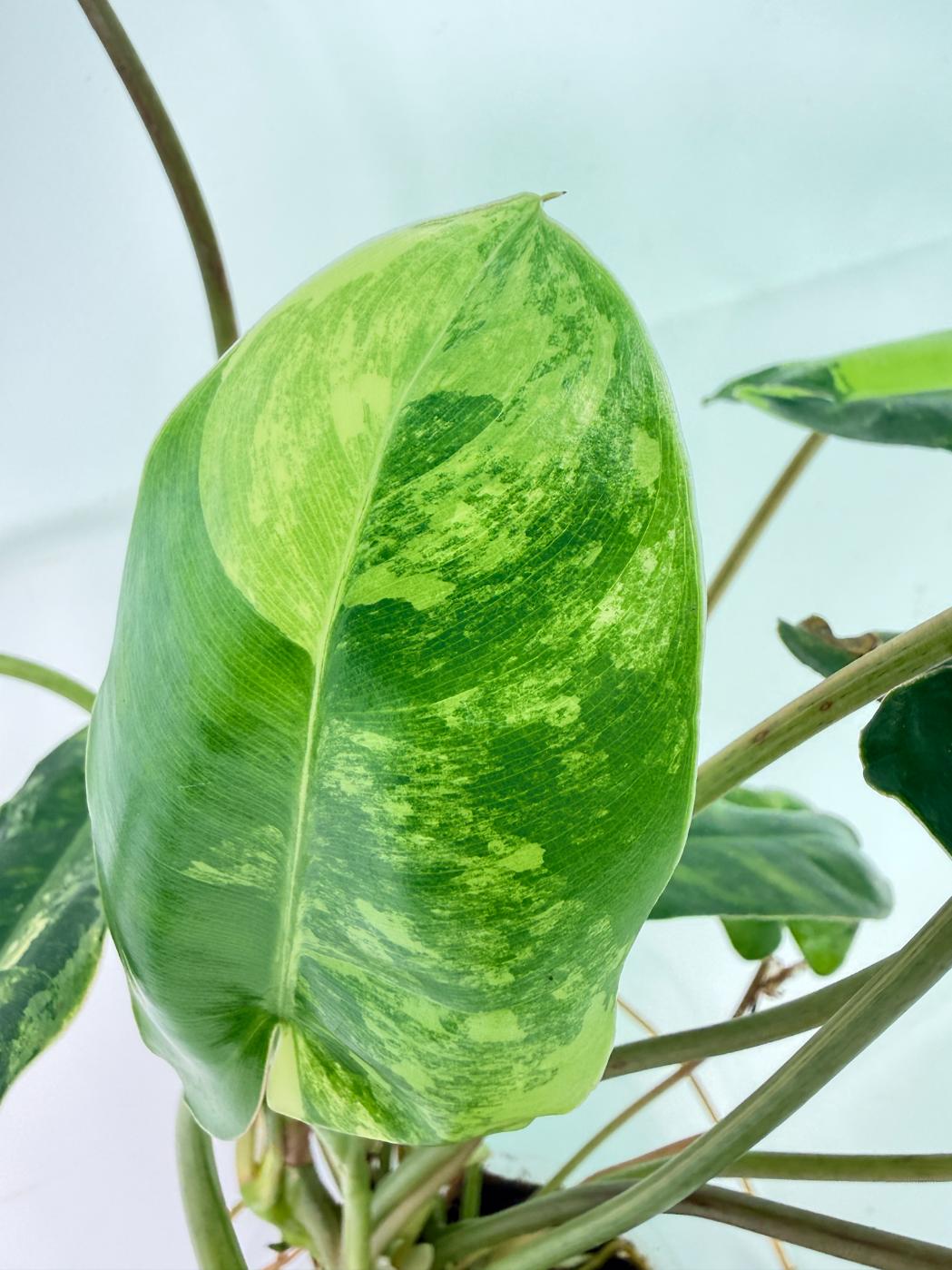 Philodendron Burle Marx Variegata 06