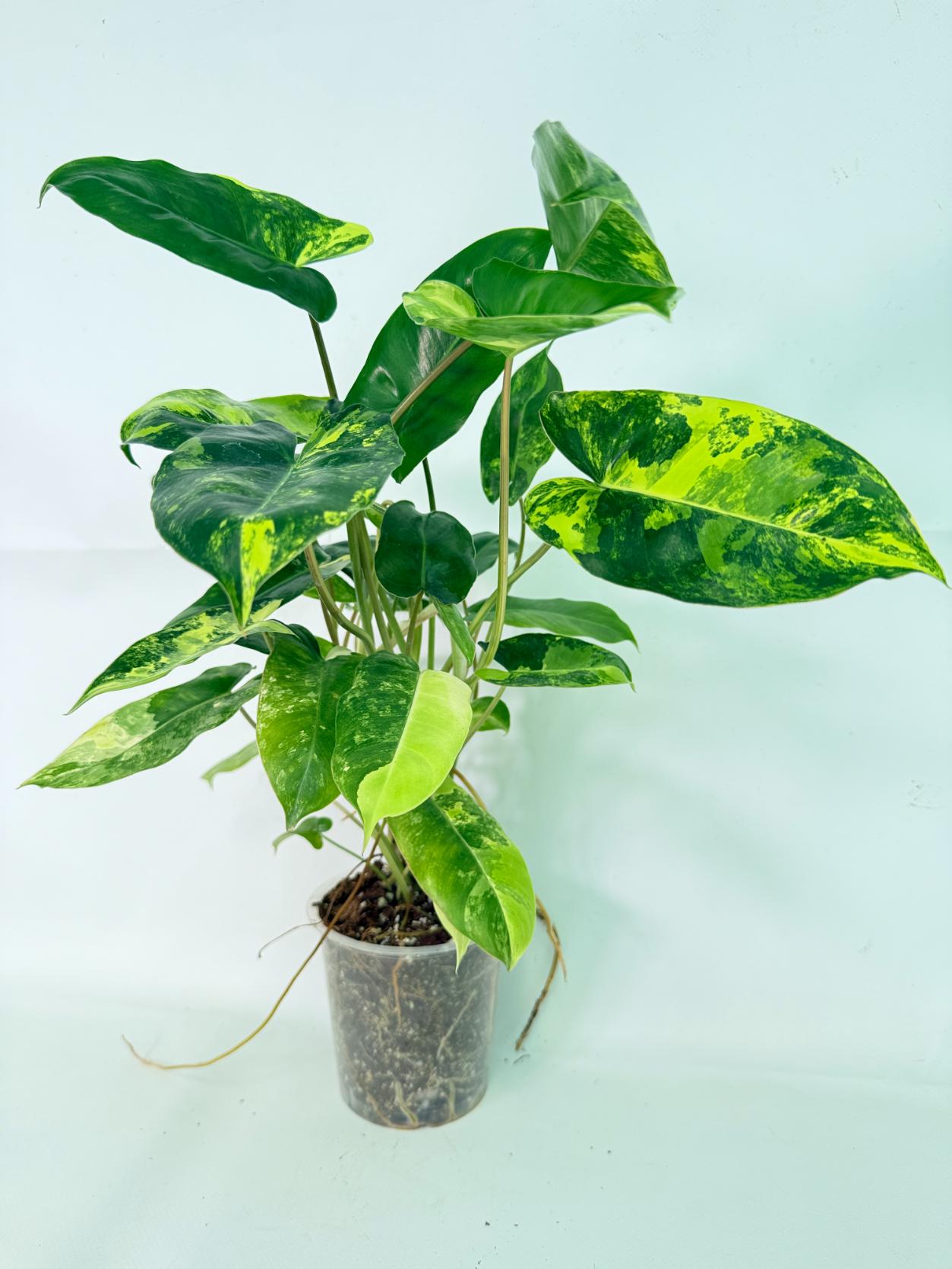 Philodendron Burle Marx Variegata 01