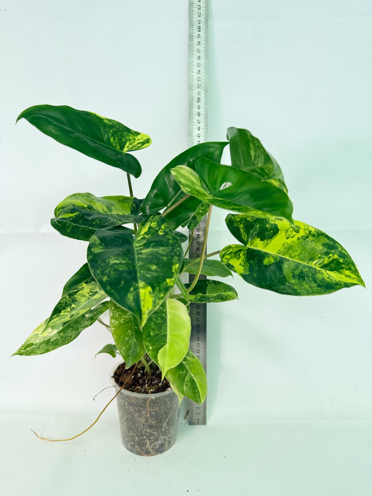 Philodendron Burle Marx Variegata 03