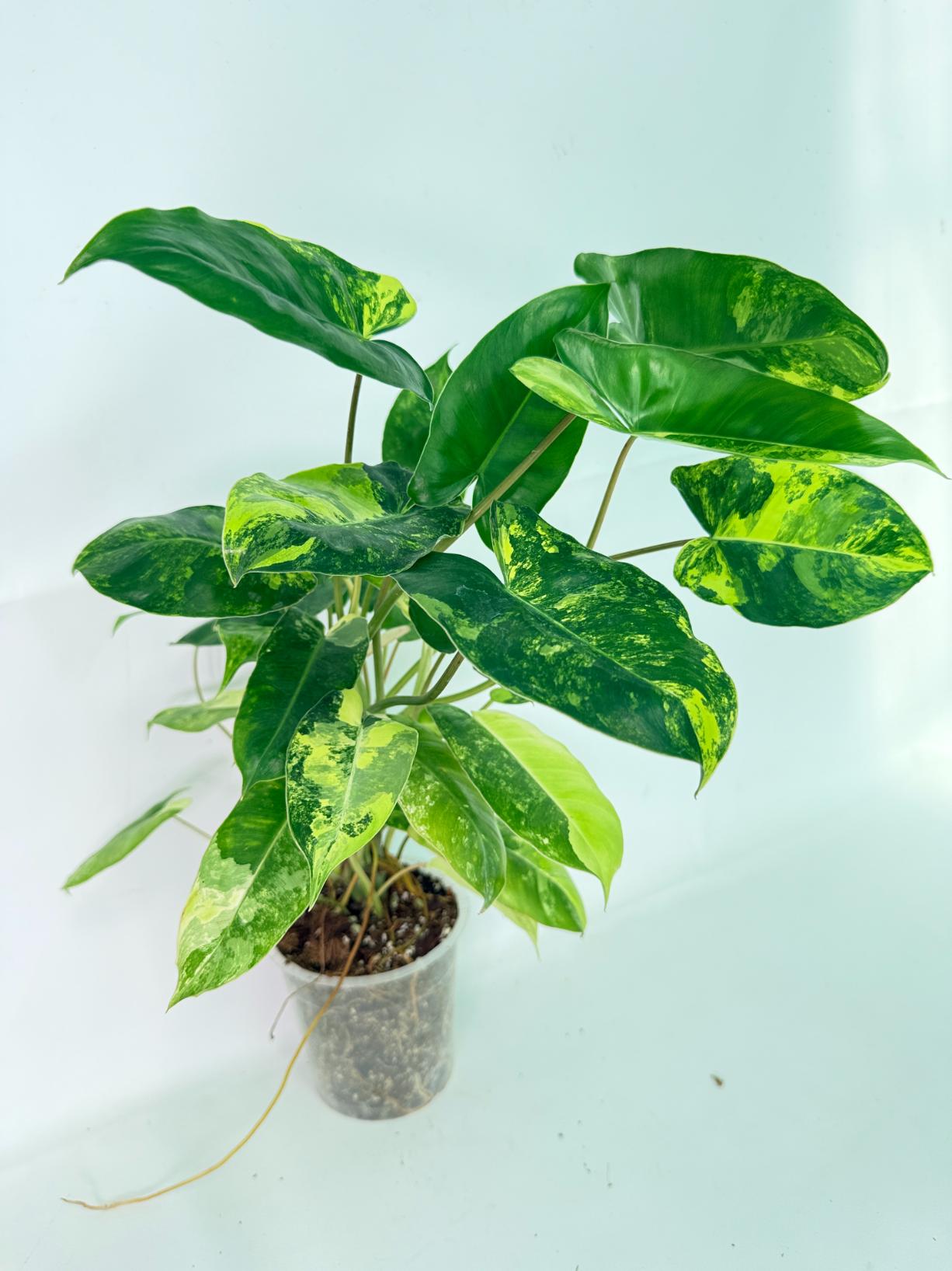 Philodendron Burle Marx Variegata 04
