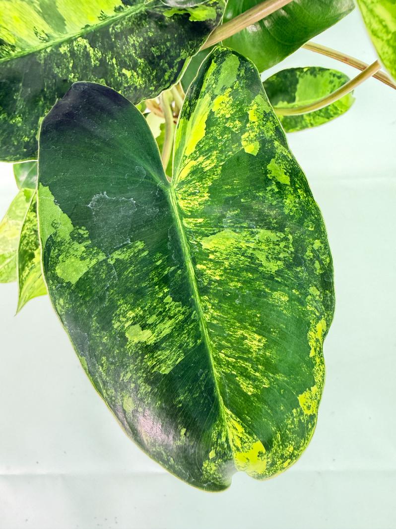 Philodendron Burle Marx Variegata 05