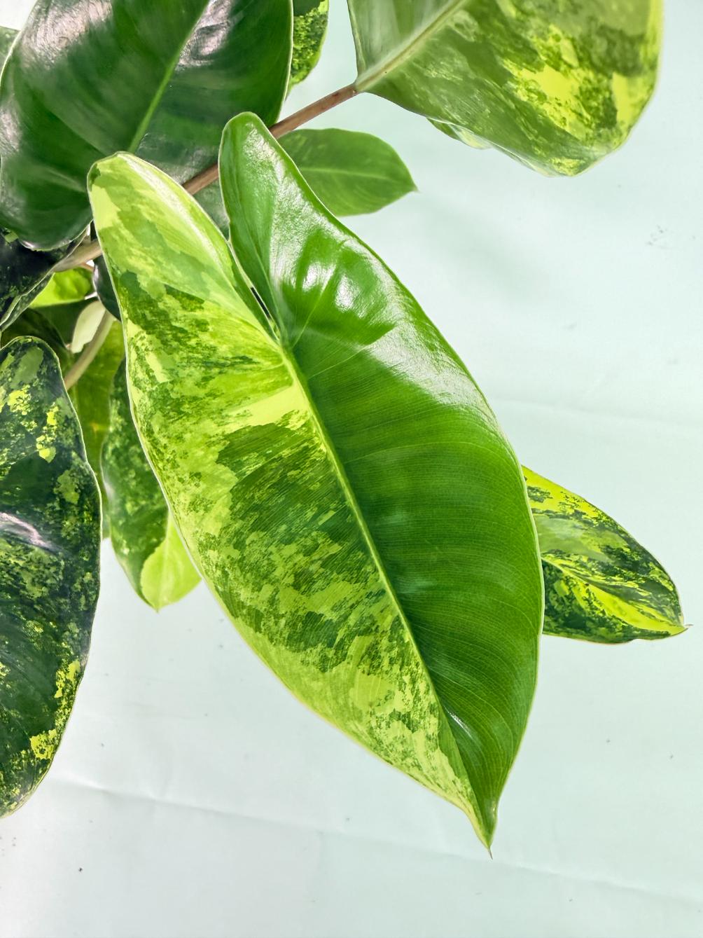 Philodendron Burle Marx Variegata 06