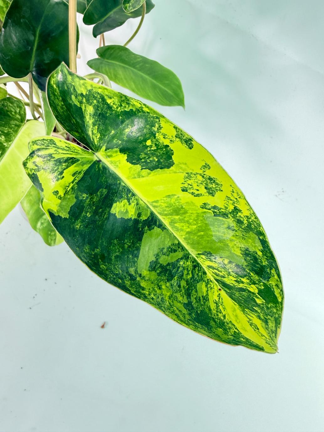 Philodendron Burle Marx Variegata 07