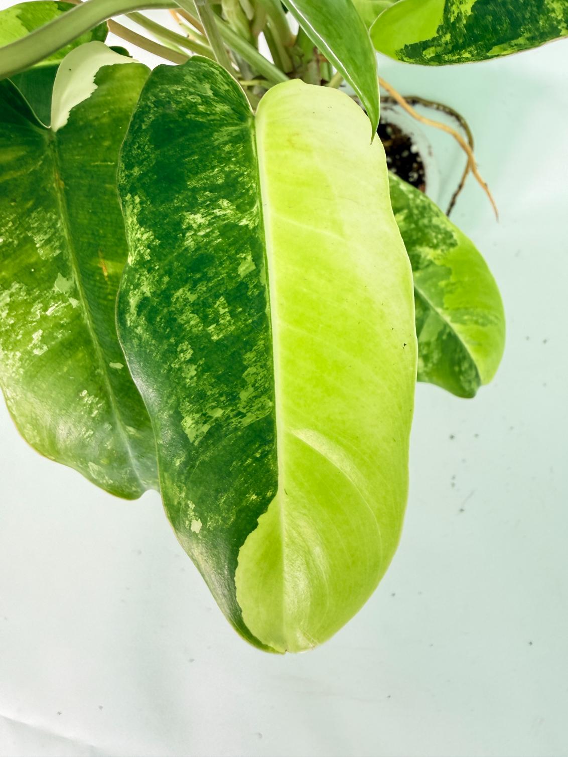 Philodendron Burle Marx Variegata 08
