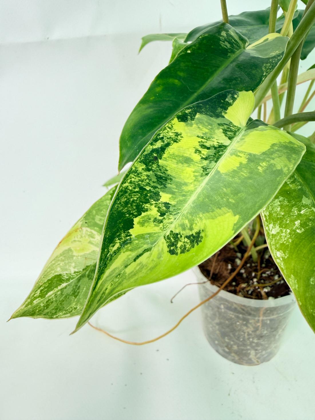 Philodendron Burle Marx Variegata 09