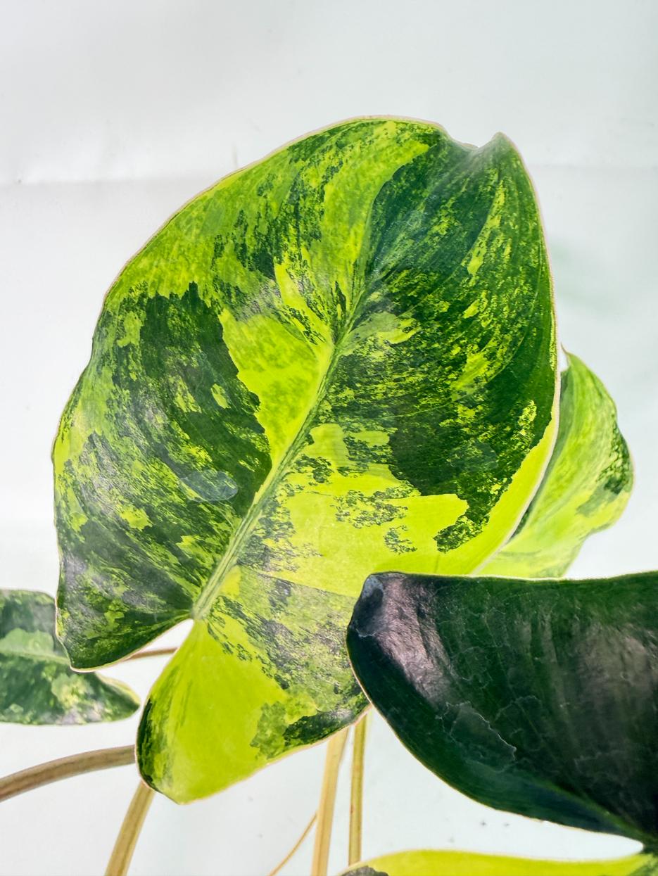 Philodendron Burle Marx Variegata 07