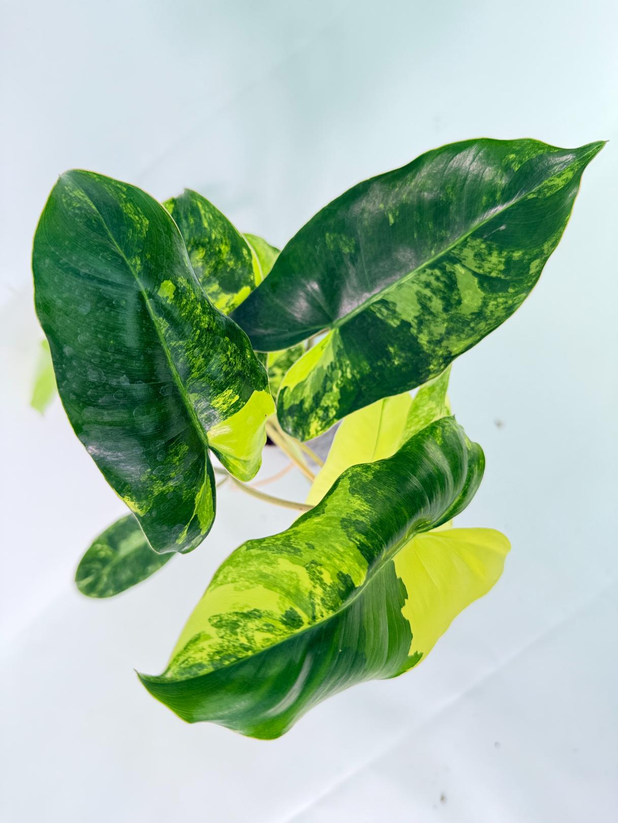 Philodendron Burle Marx Variegata 08