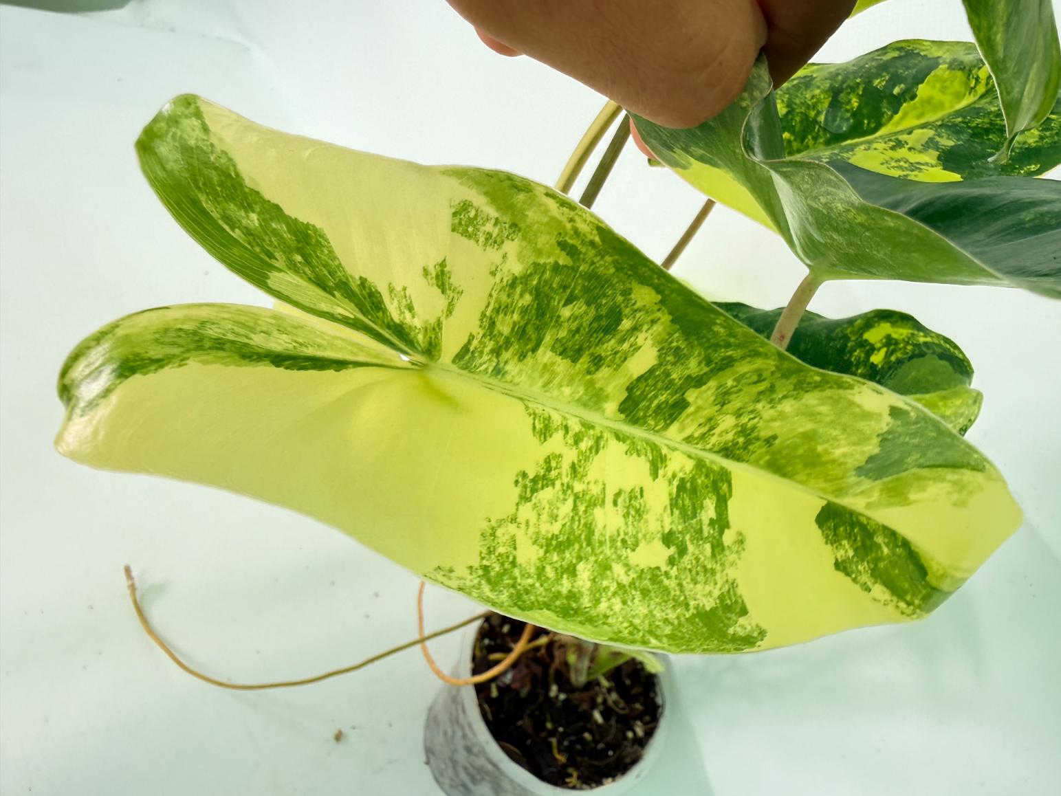 Philodendron Burle Marx Variegata 09