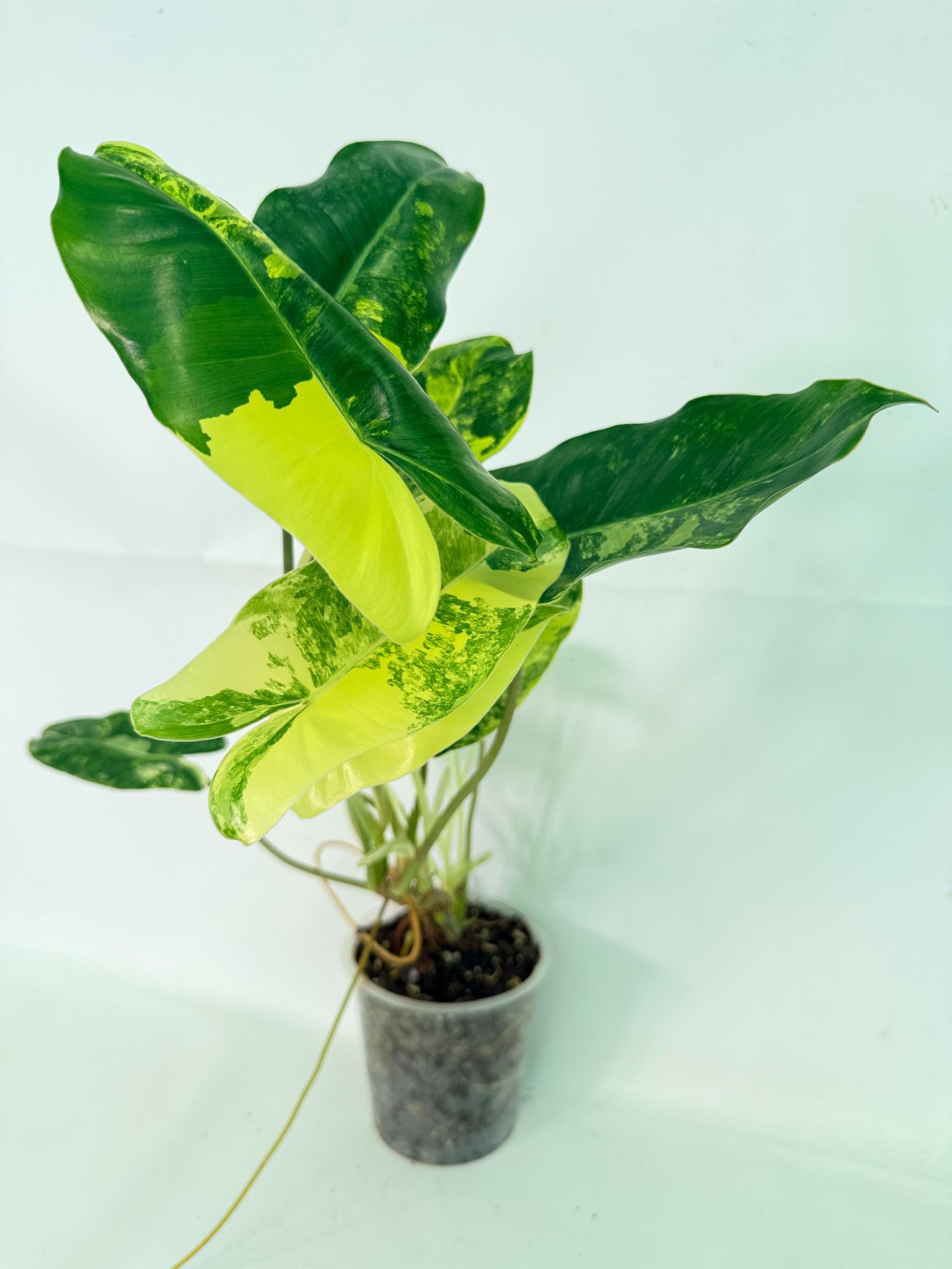 Philodendron Burle Marx Variegata 01