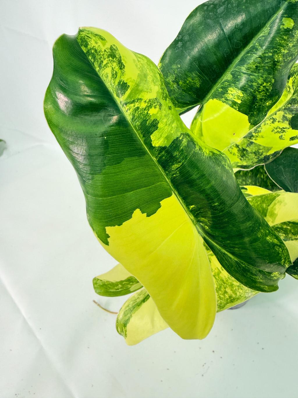 Philodendron Burle Marx Variegata 03