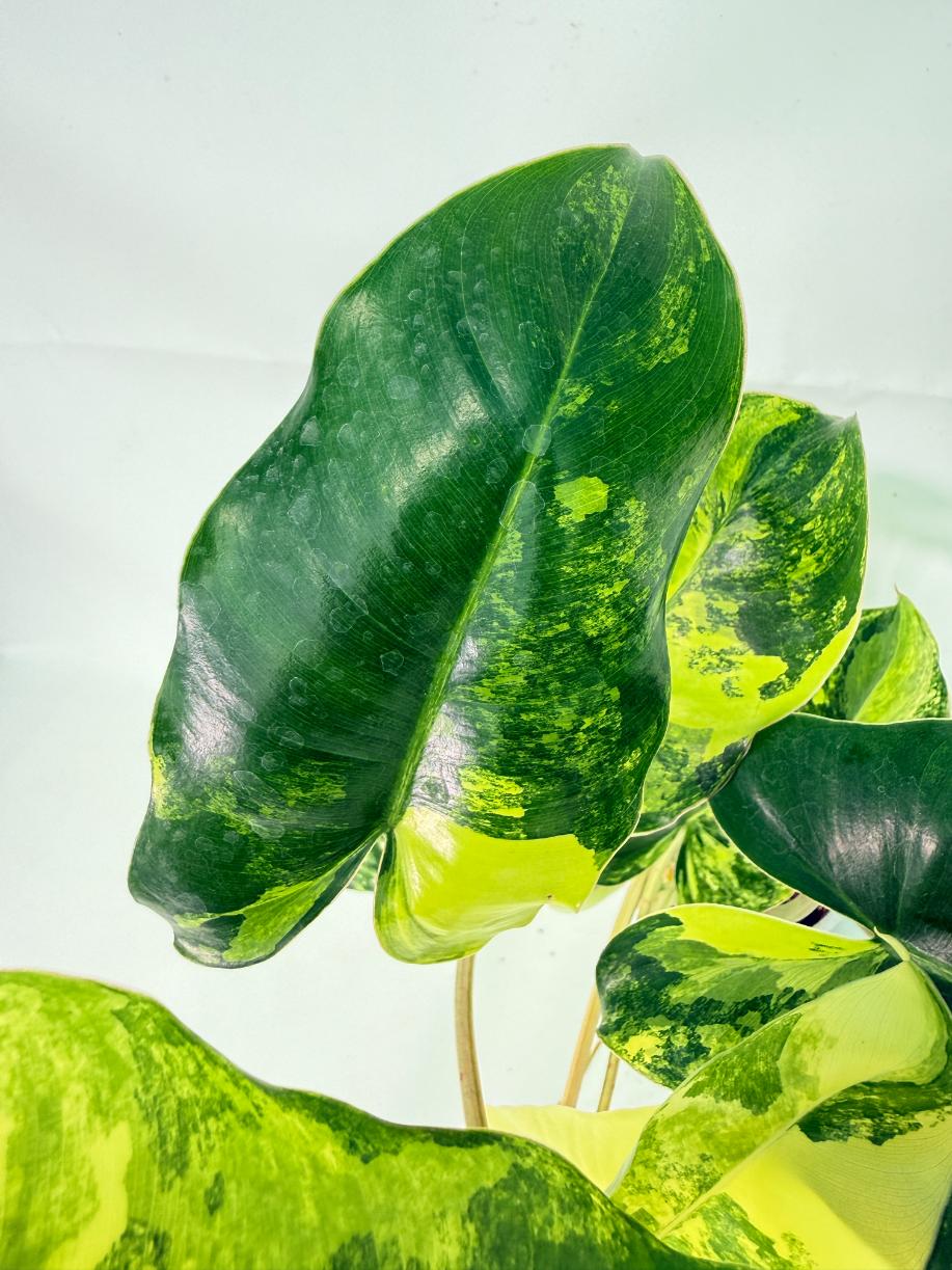 Philodendron Burle Marx Variegata 04