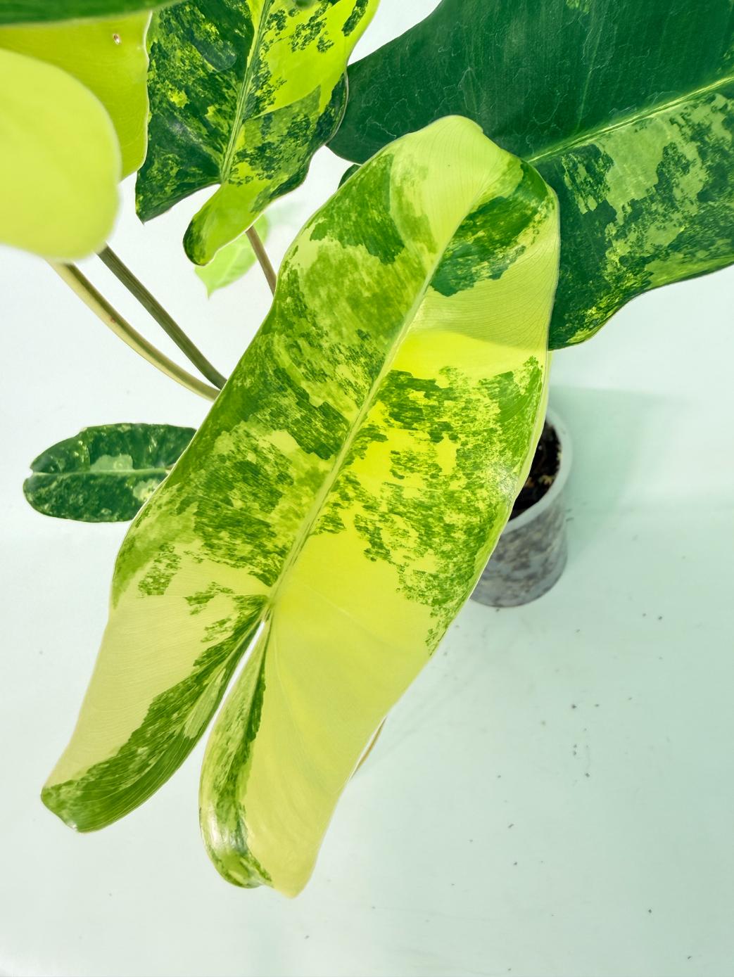 Philodendron Burle Marx Variegata 05