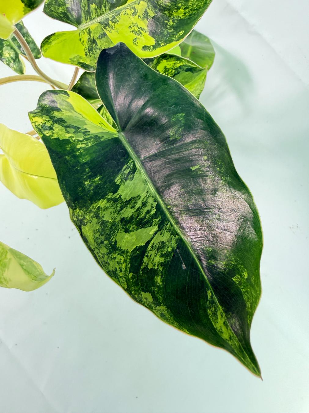 Philodendron Burle Marx Variegata 06